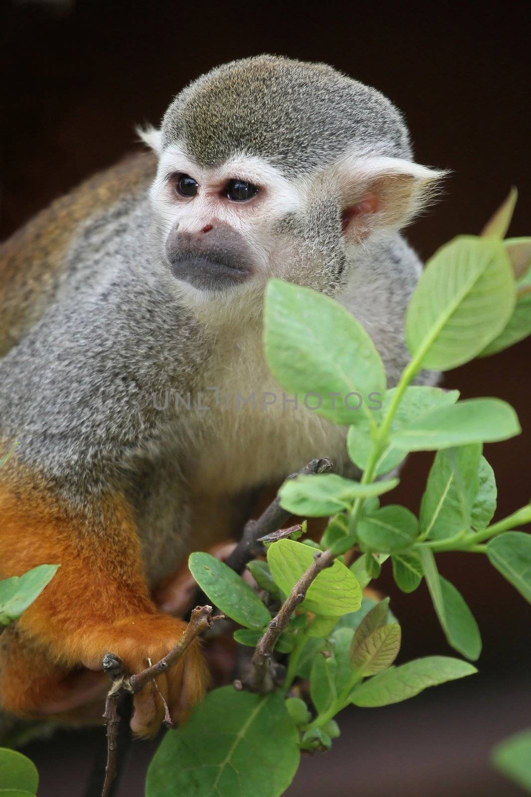 Cute squirrel monkey on a branch in a tree