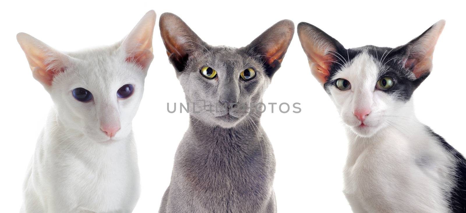 portrait of threeoriental cats in front of white background