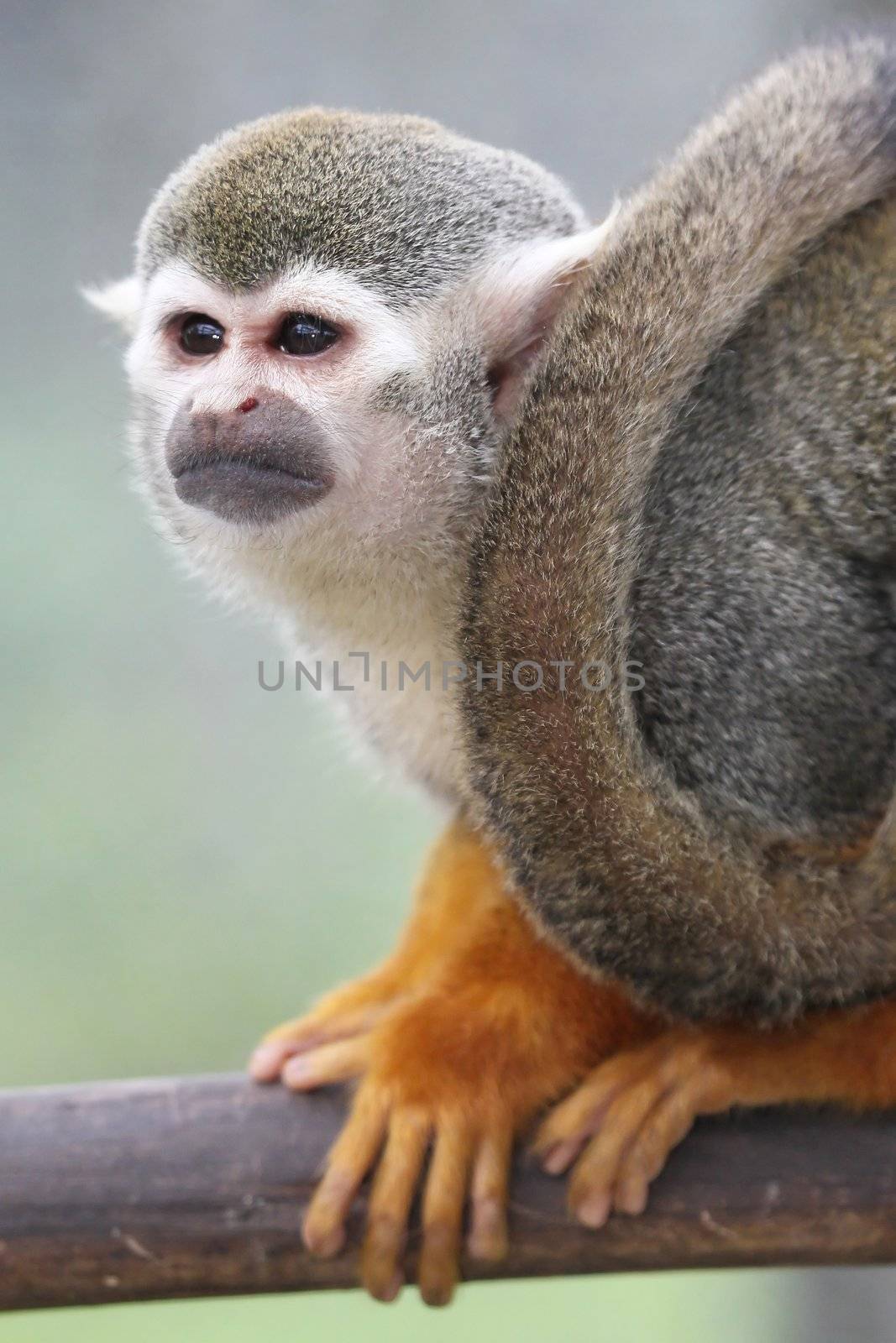 Cute squirrel monkey on a branch in a tree