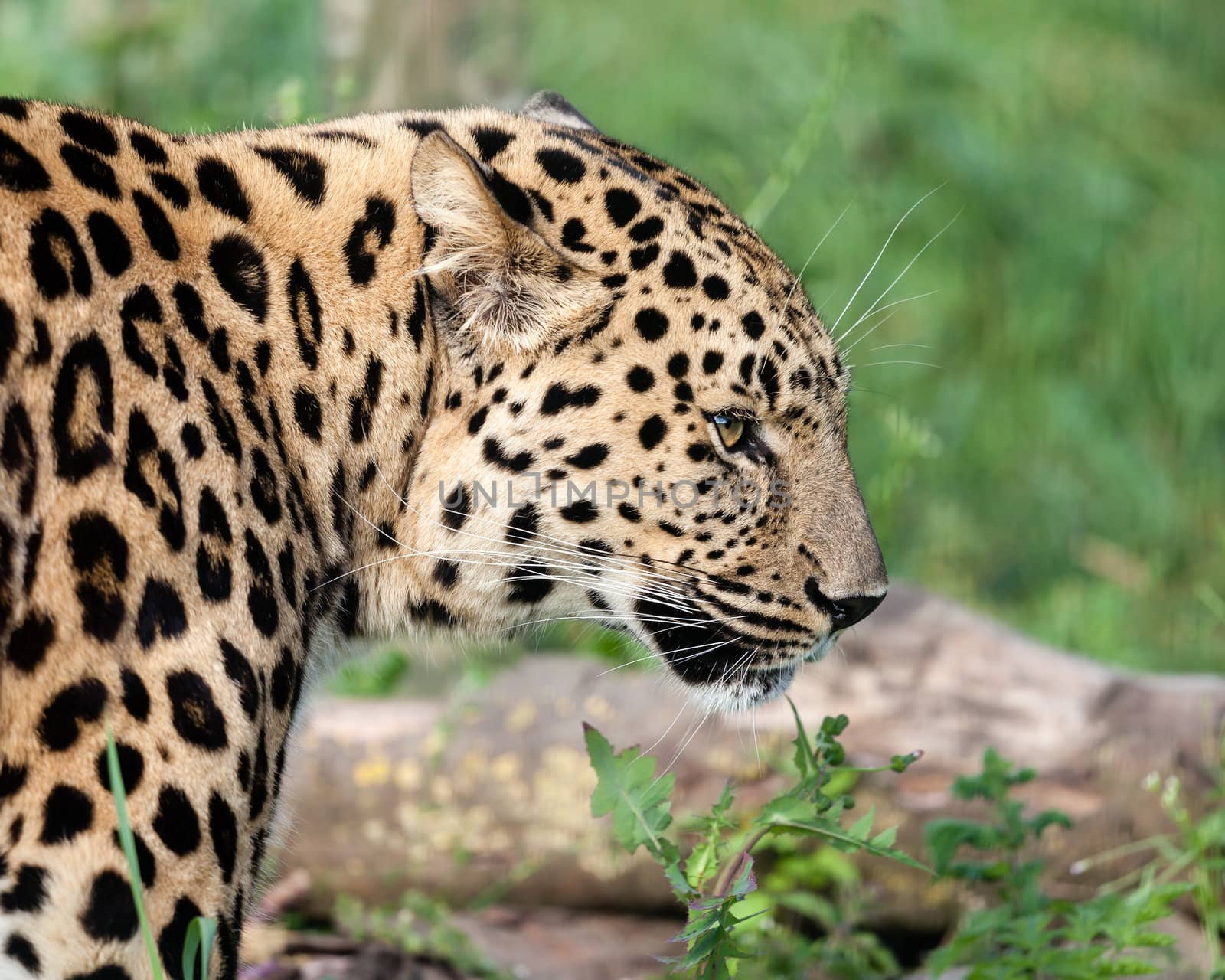 Side View Head Shot of Beautiful Amur Leopard by scheriton