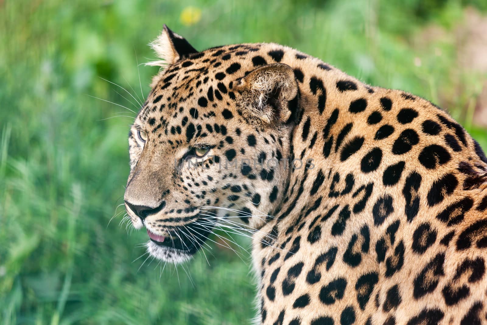 Head Short Portrait of Beautiful Amur Leopard Panthera Pardus Orientalis