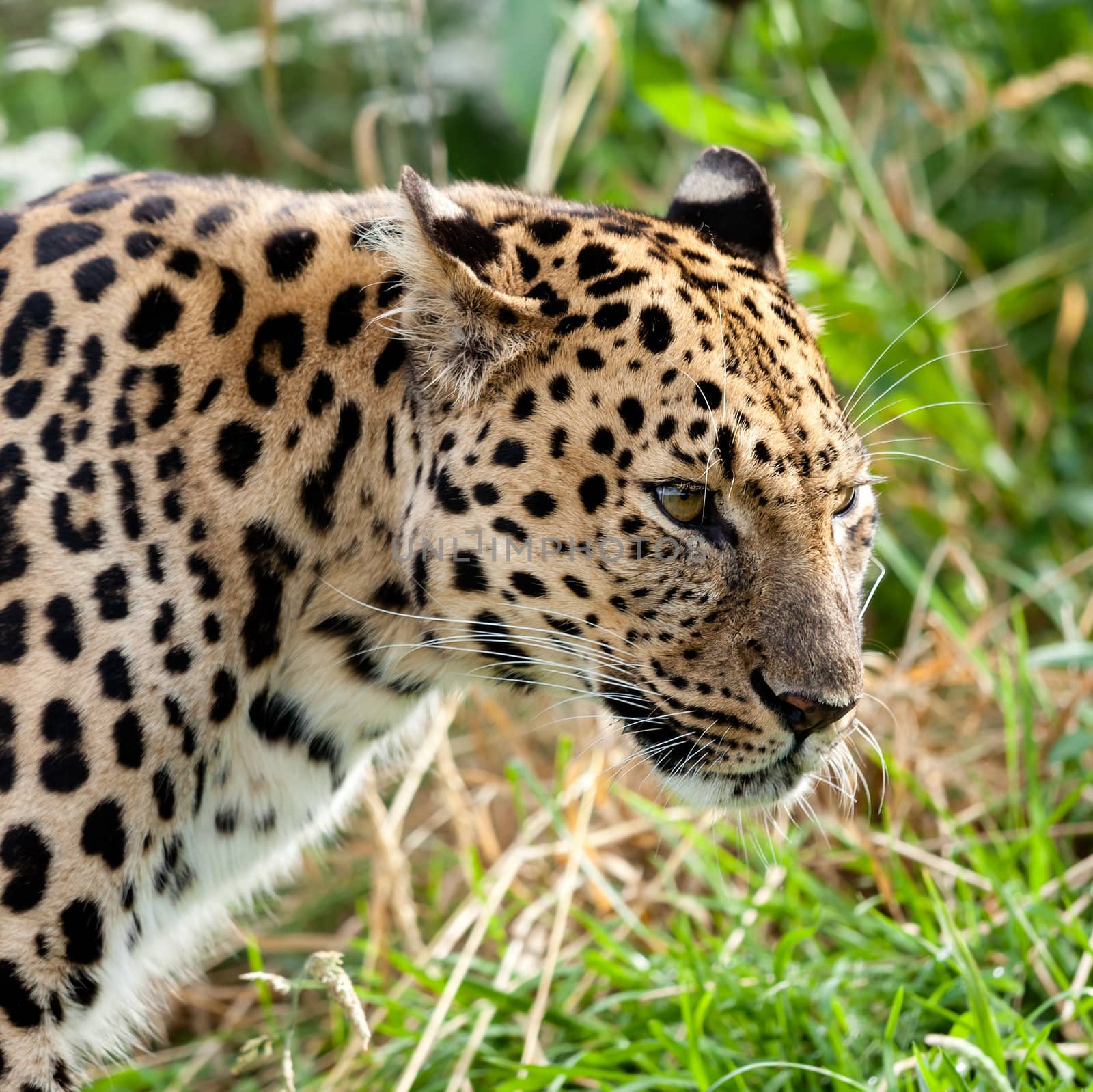 Portrait Head Shot of Adult Amur Leopard Panthera Pardus Orientalis