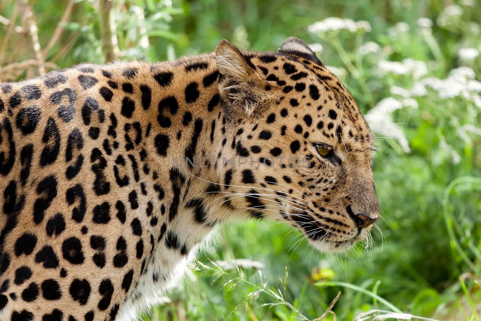 Profile Head Shot of Back Lit Amur Leopard by scheriton