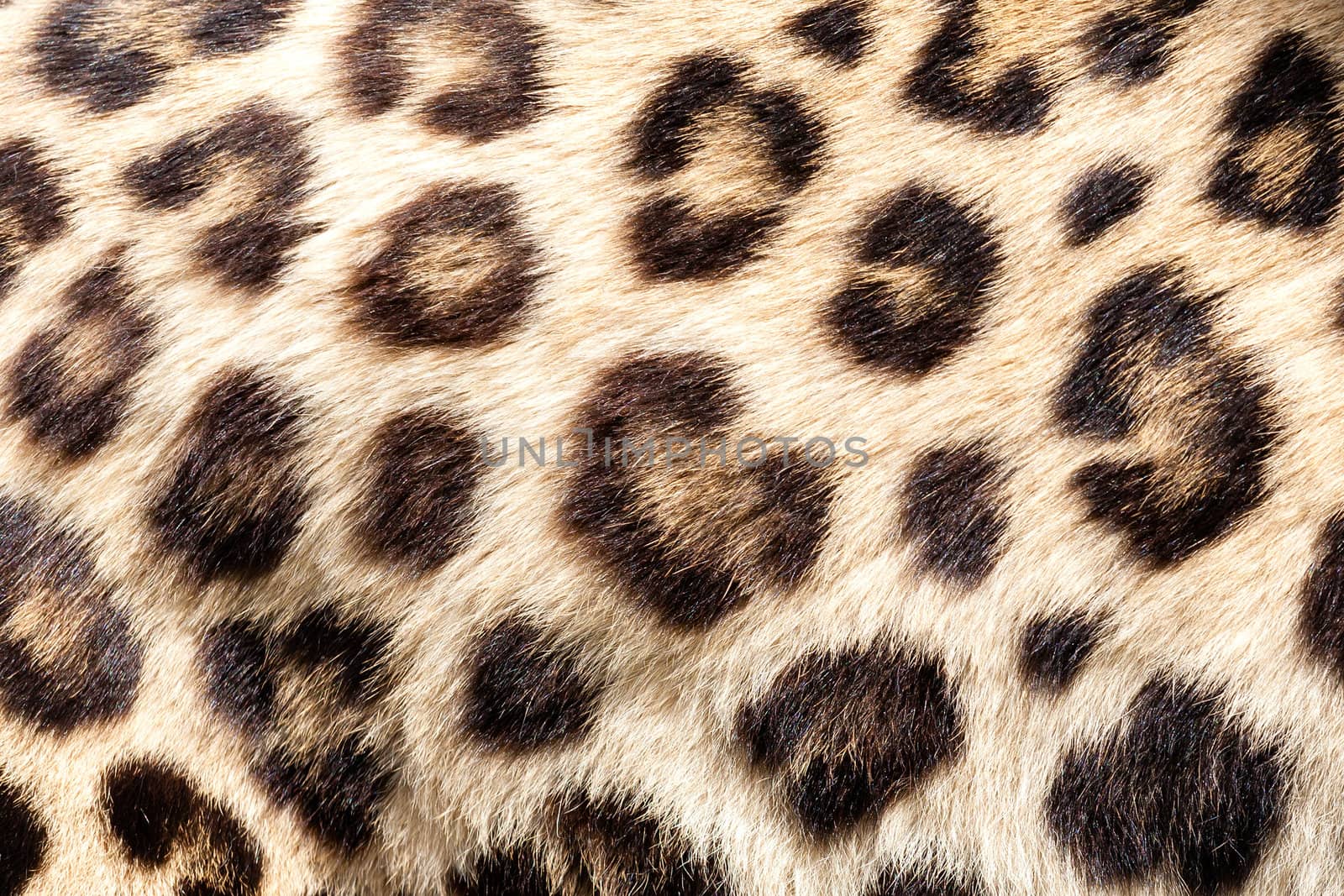 Real Live Leopard Fur Skin Texture Background Panthera Pardus Orientalis
