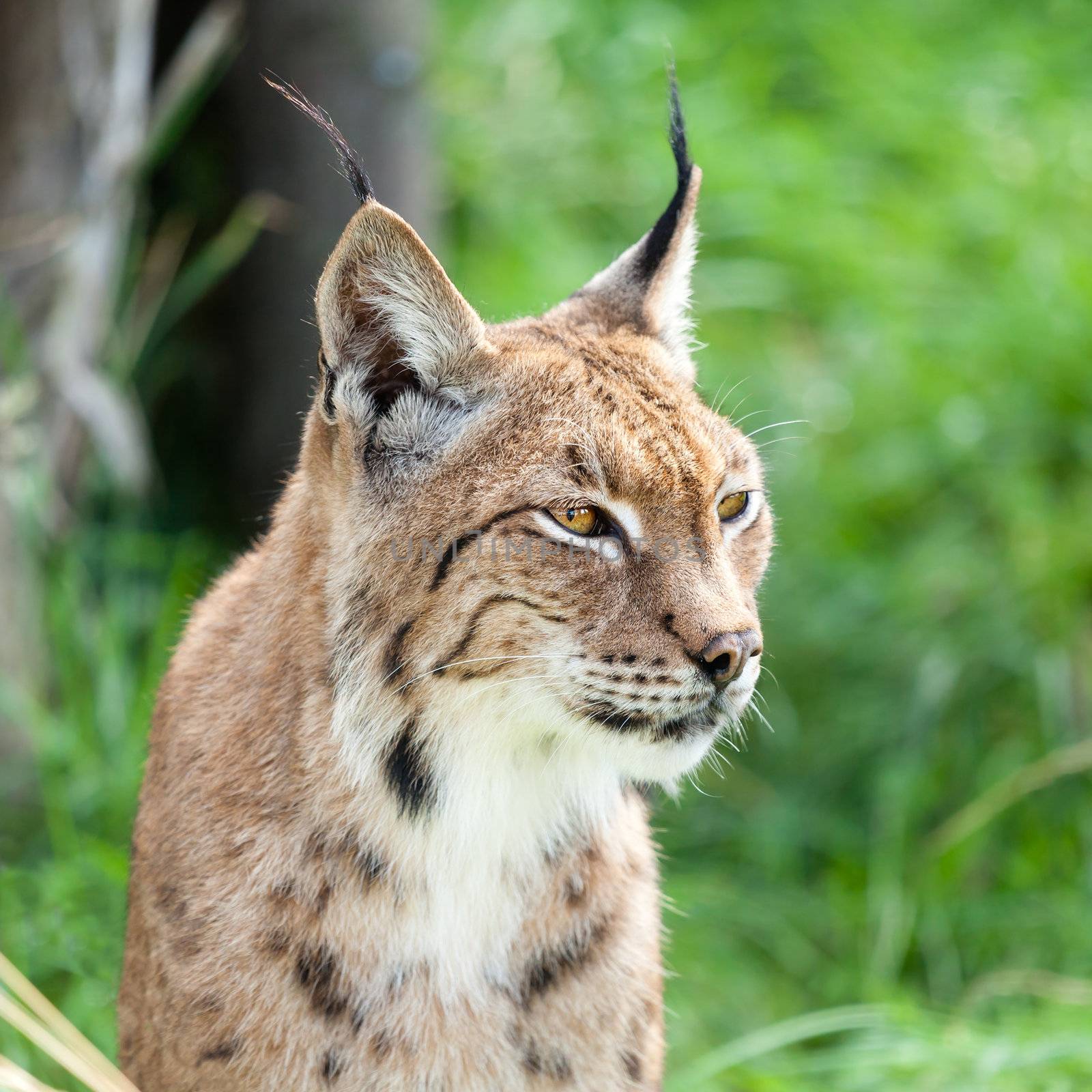 Head Shot Portait of Eurasian Lynx against Greenery by scheriton