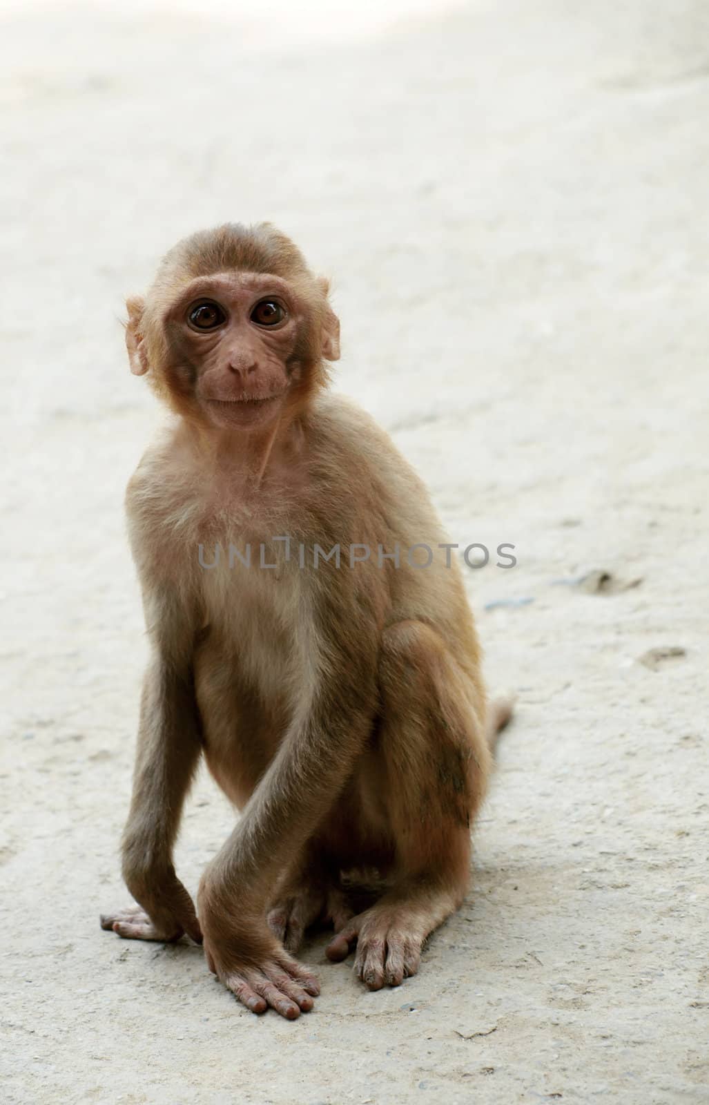 Portrait of  little monkey from india in summer