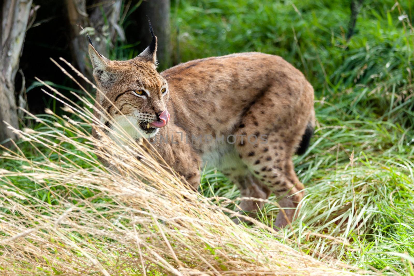 Eurasian Lynx Standing in Long Grass Licking Nose