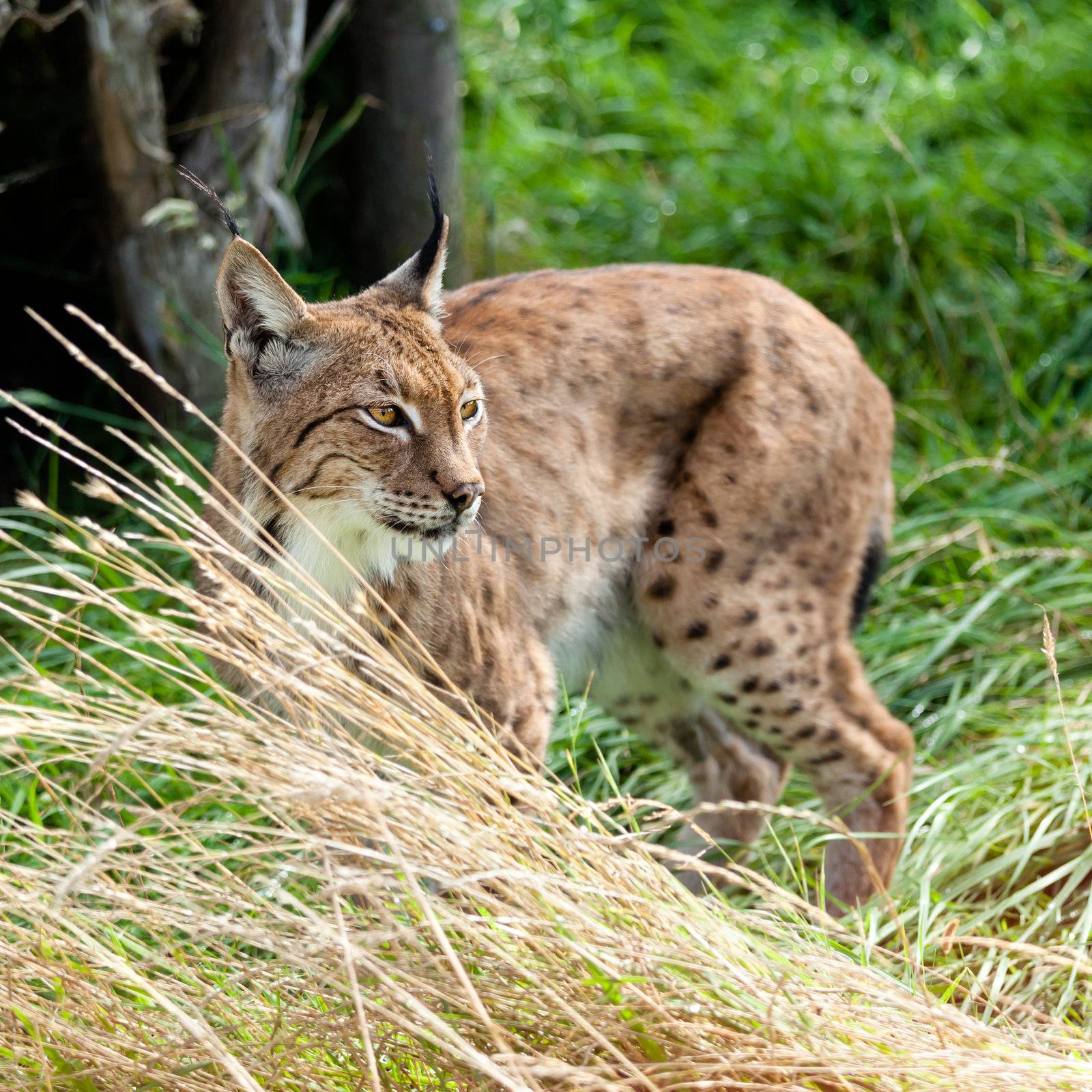 Portrait of Eurasian Lynx Prowling through Long Grass