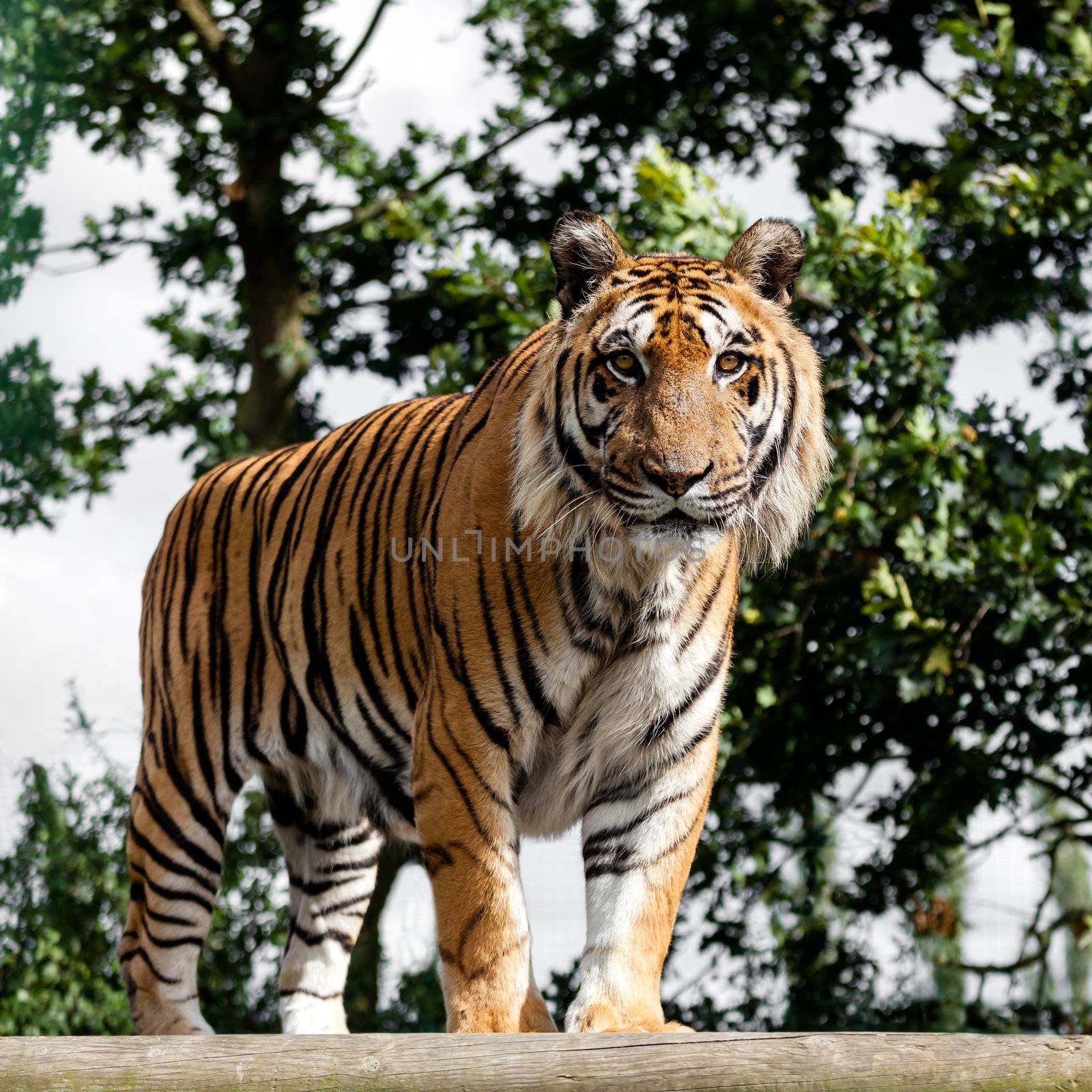 Mature Bengal Tiger Standing on Wooden Platform by scheriton
