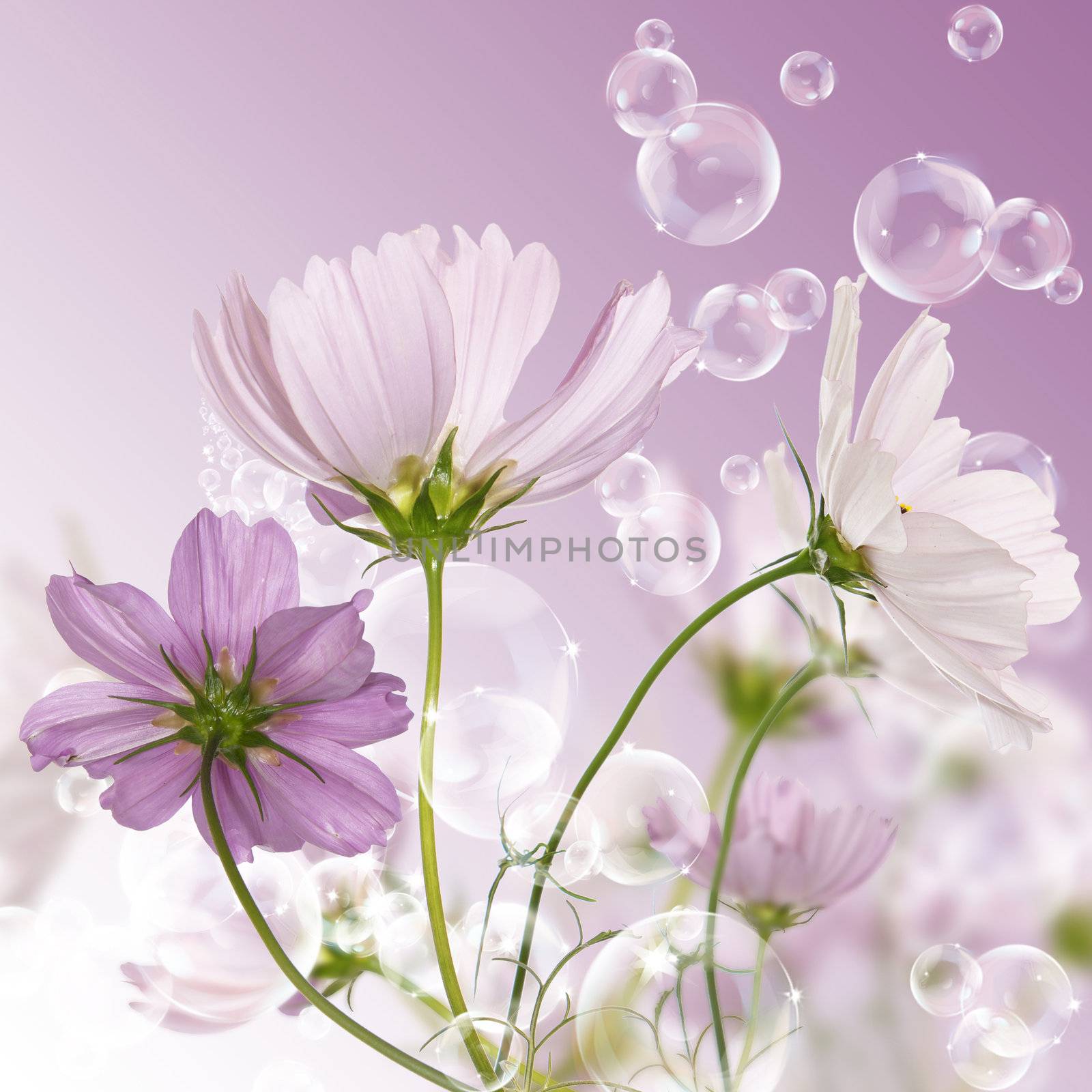 Decorative garden flowers by sergey150770SV