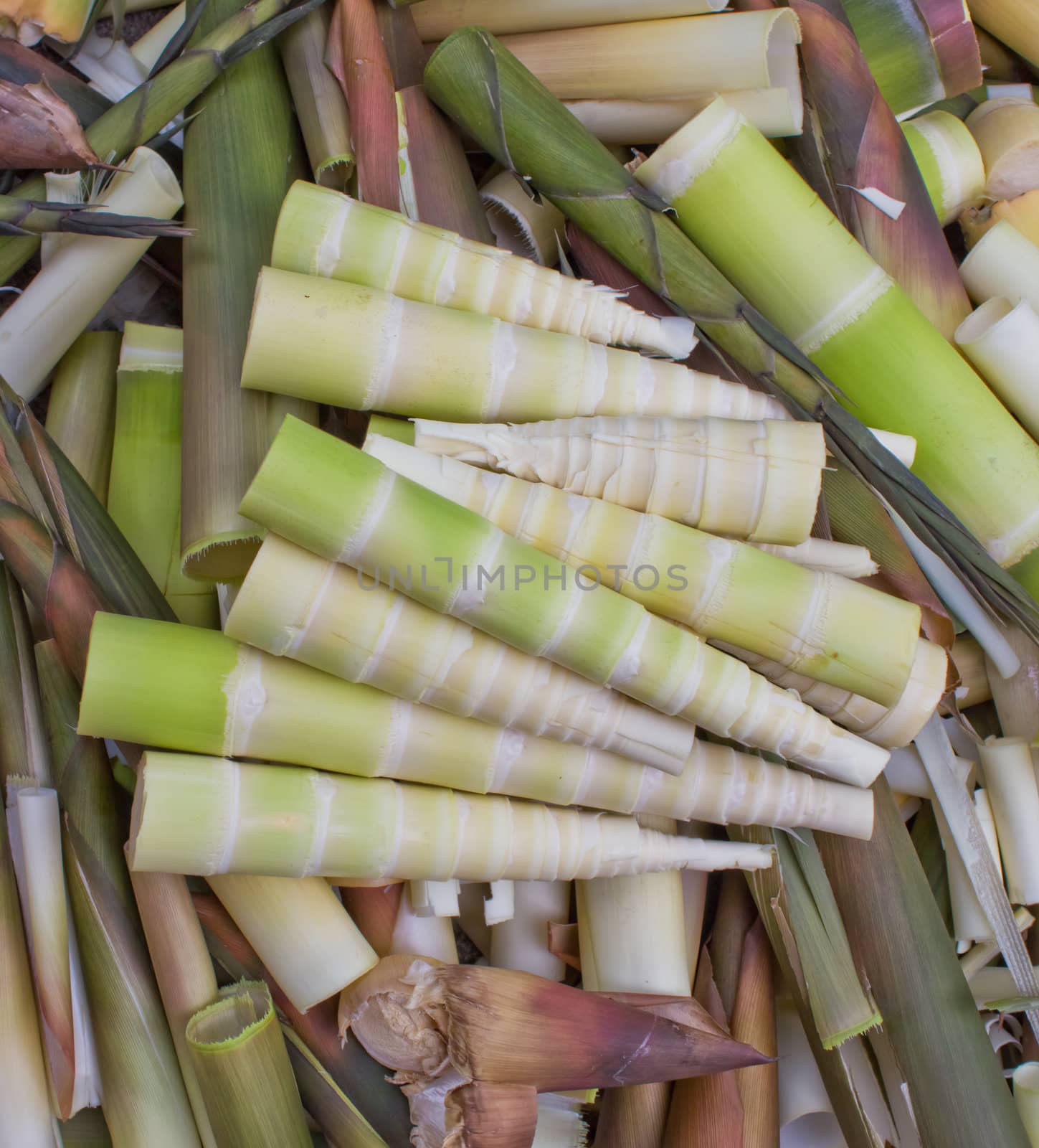 Shoot of bamboo.