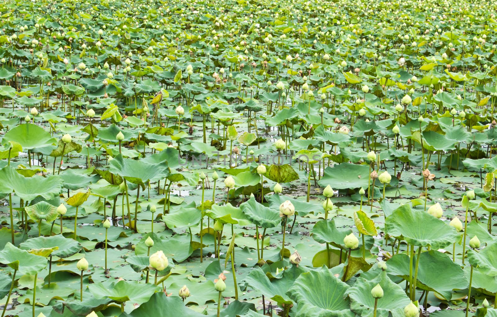 Stock Photo: Lotus pond scenery