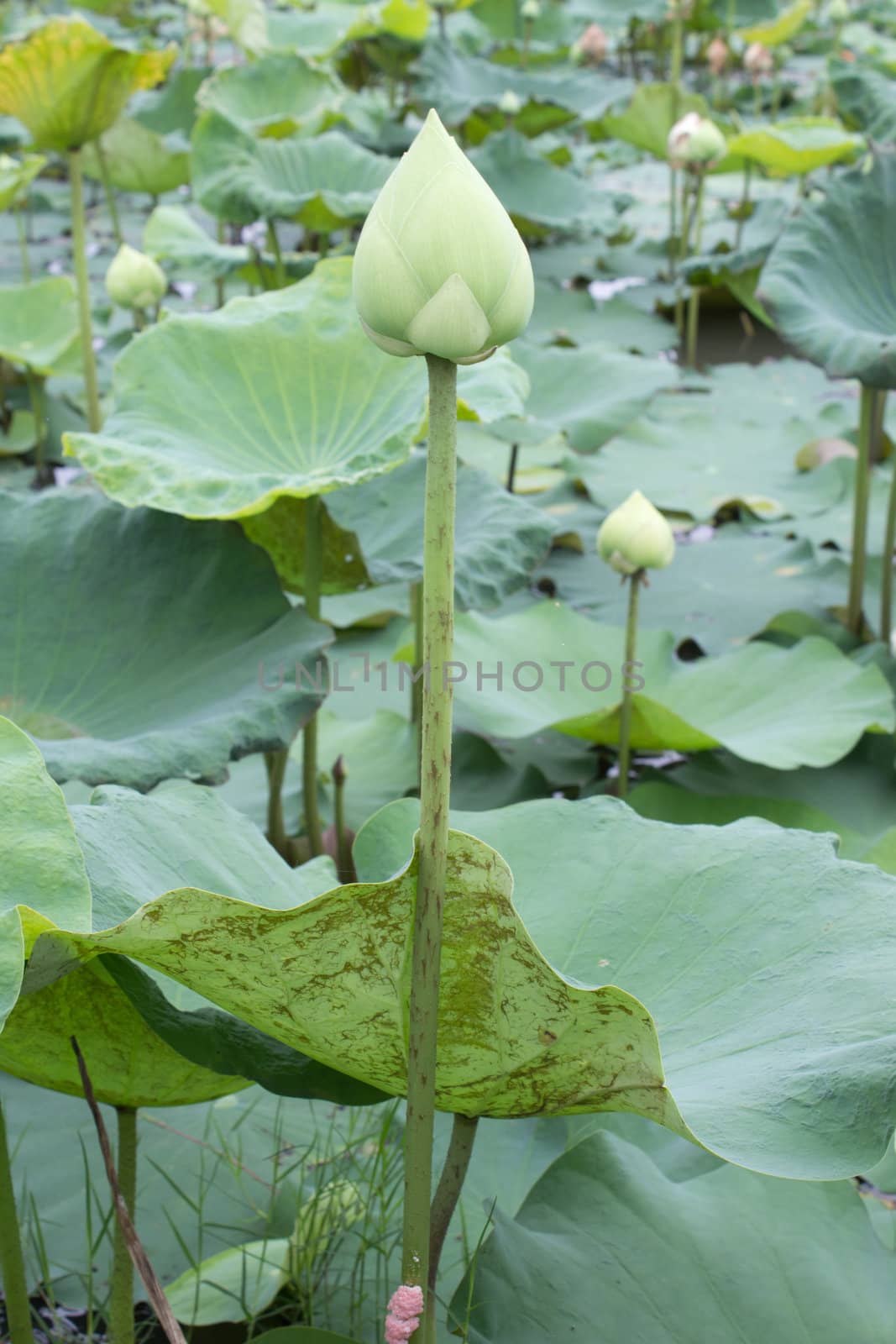 lotus in pod