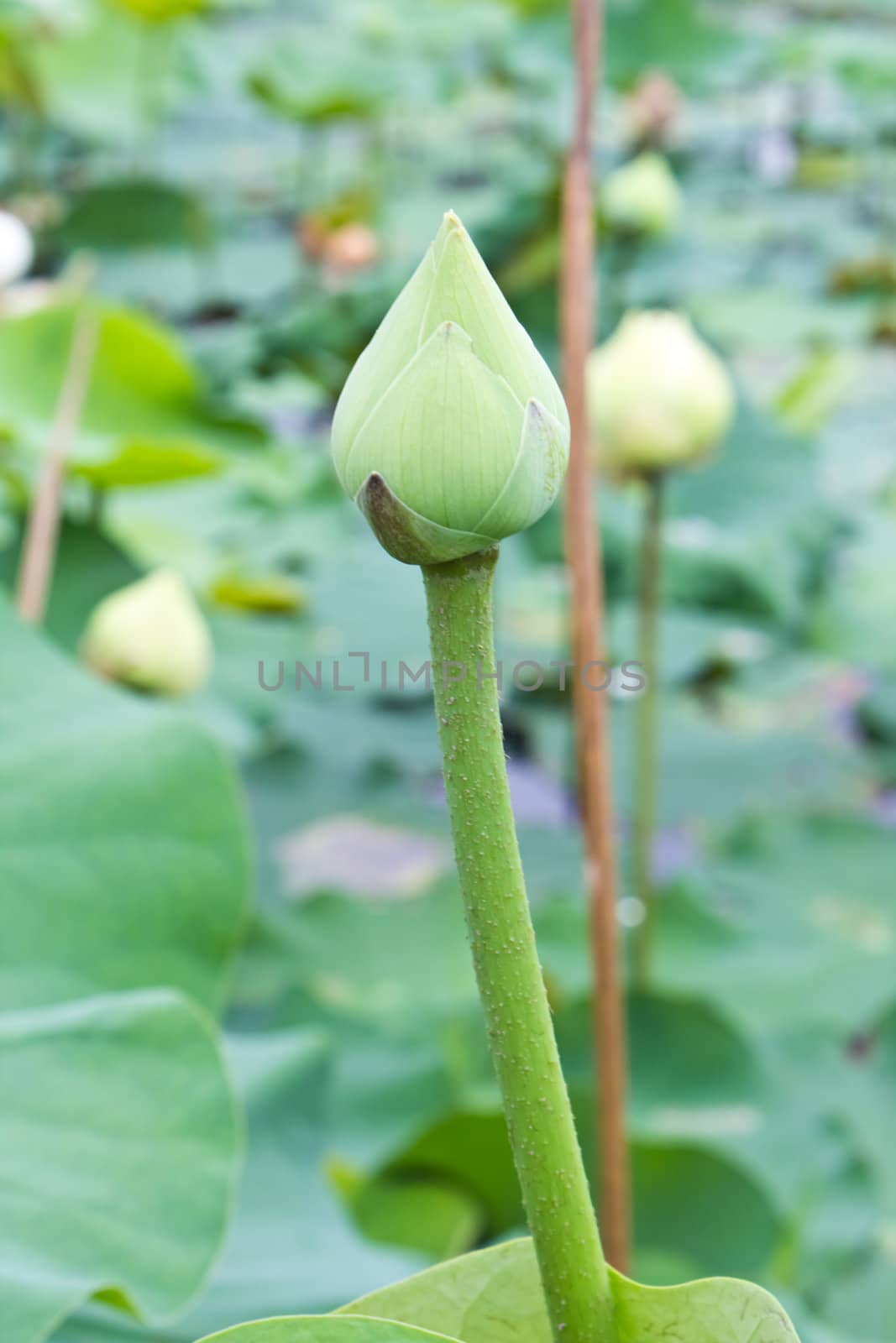 Lotus buds in a lotus pond.