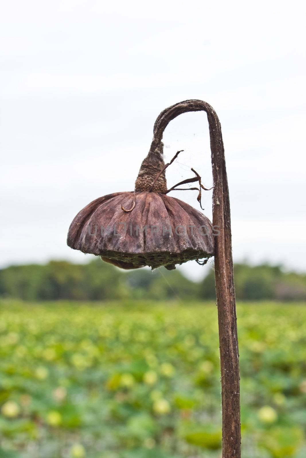 Old lotus Pod