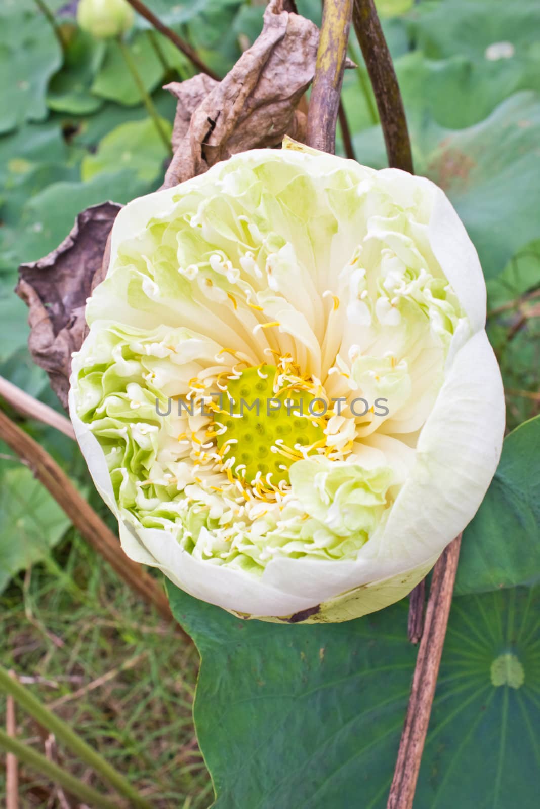 Young yellow lotus seed in lotus