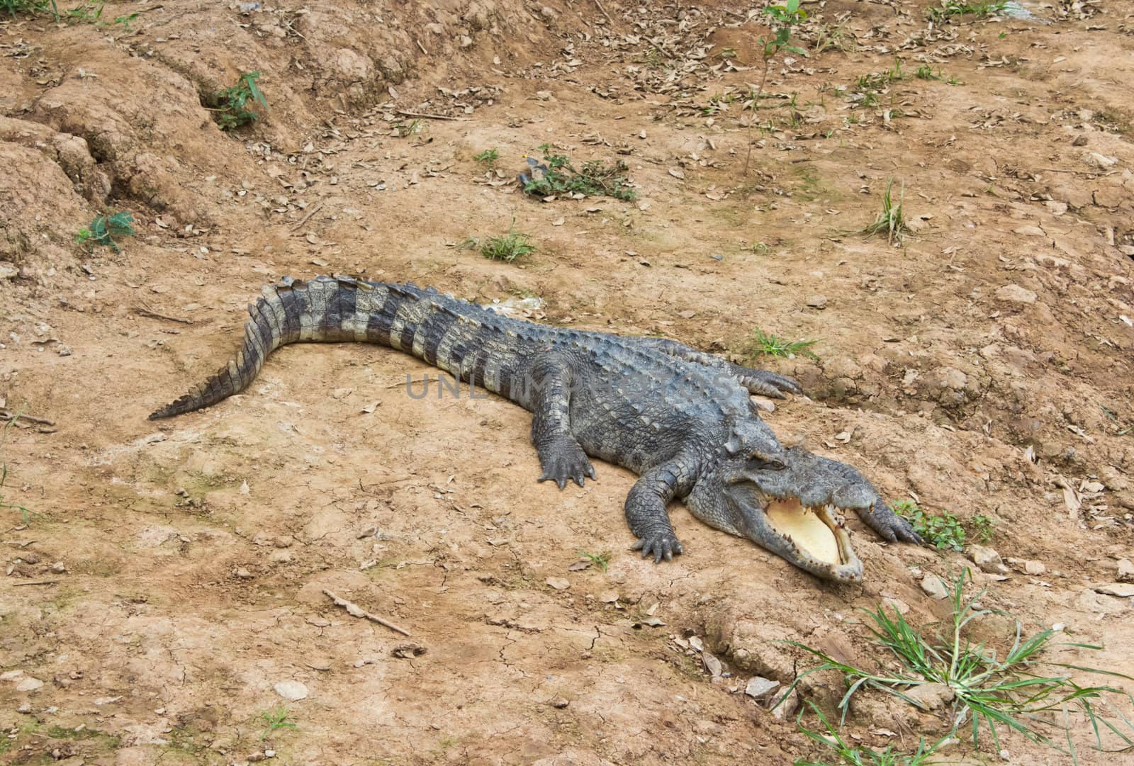 Crocodiles sunlight and open jaws beside the pond.