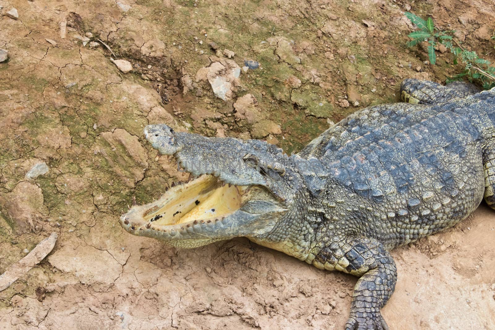 A closeup photo of a crocodile with open jaws