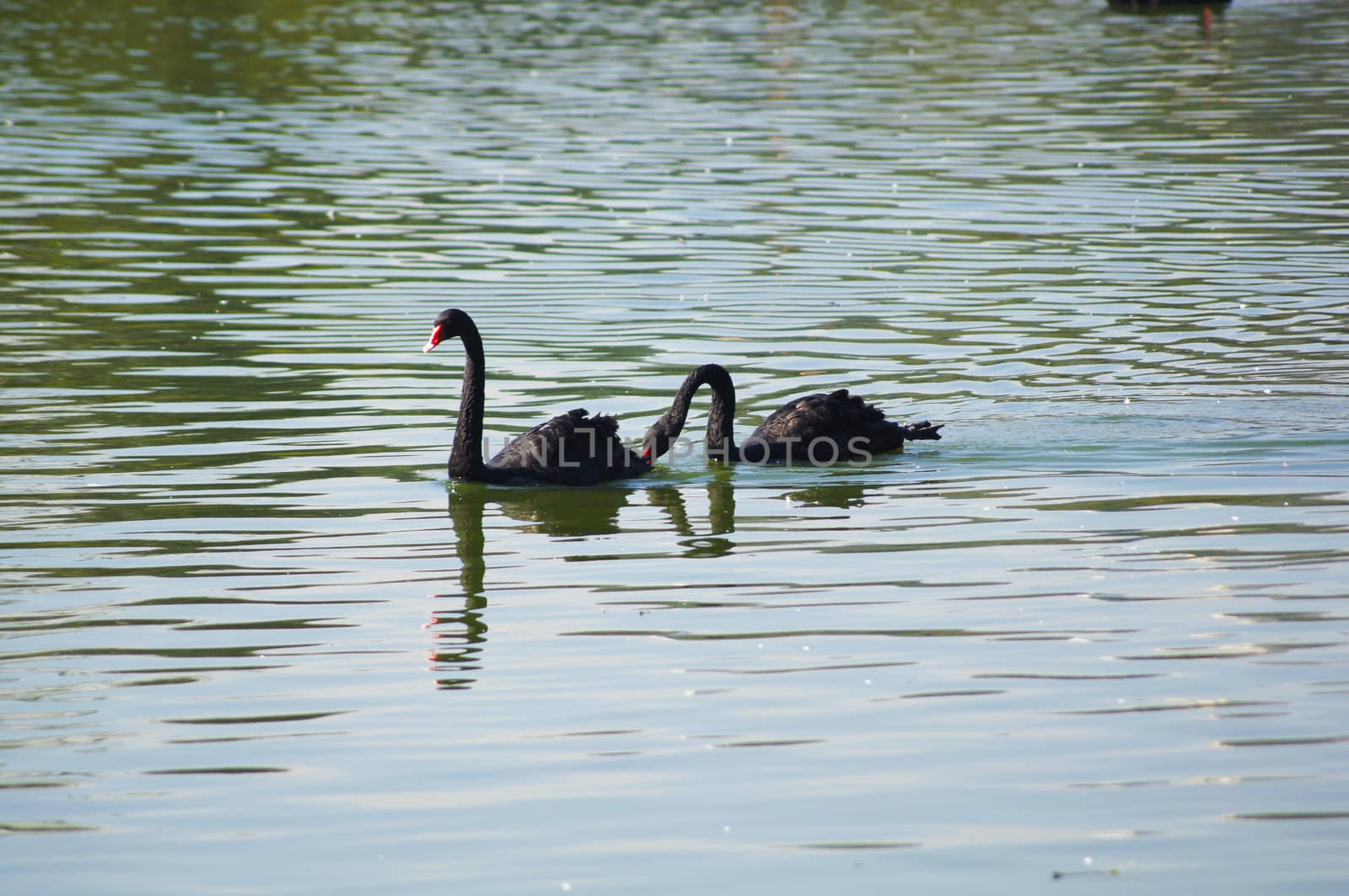 Two black swan swimming gracefully in a huge lake