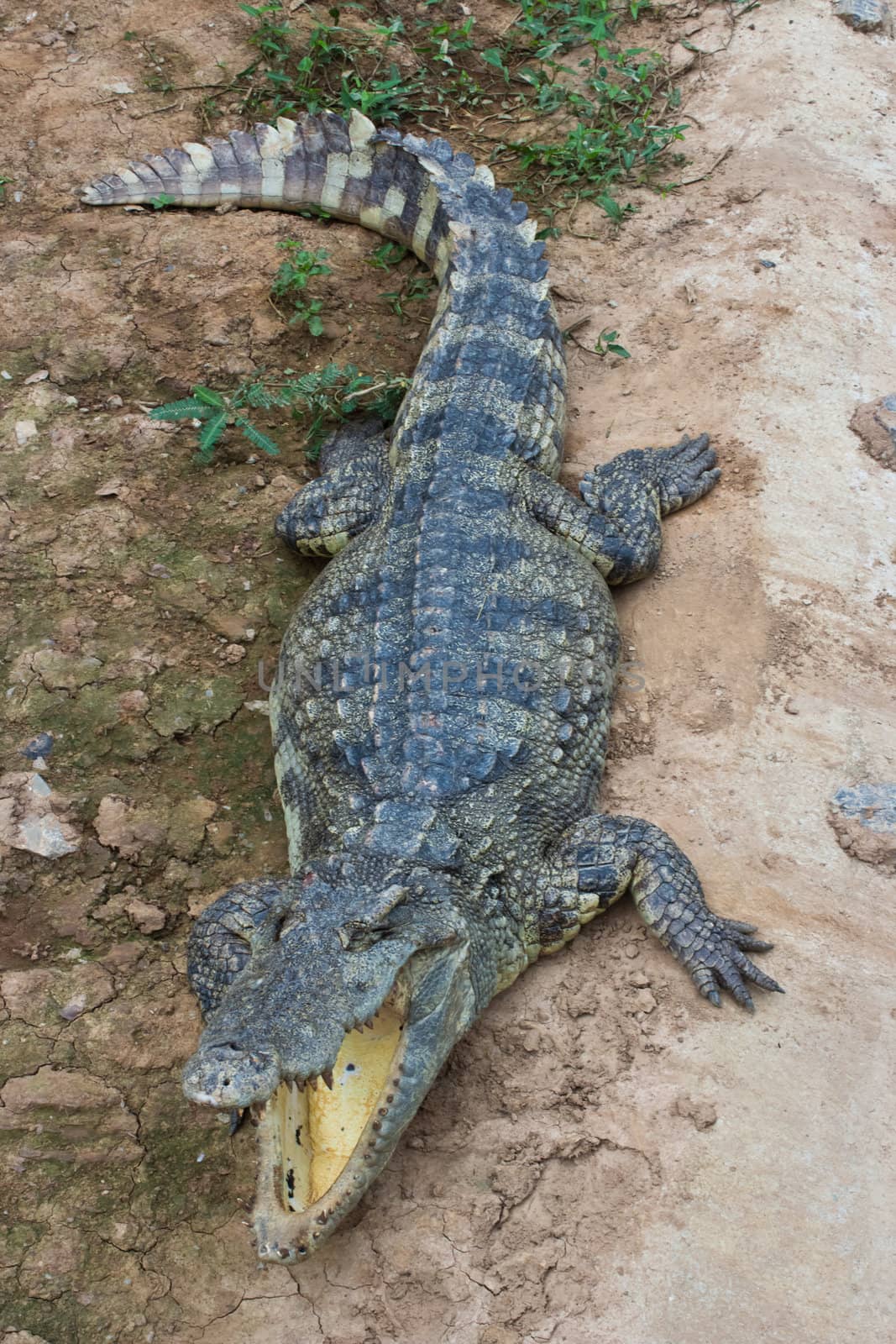 Crocodiles sunlight and open jaws beside the pond.