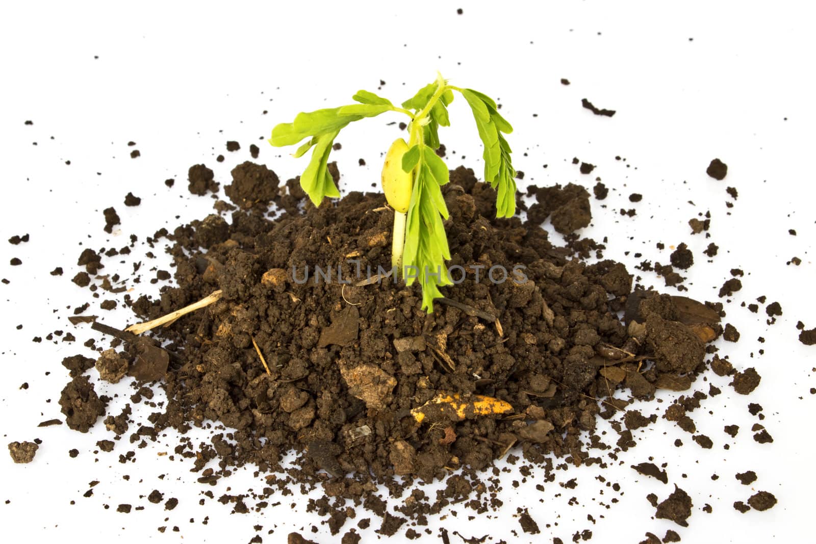 Young plant in ground over white