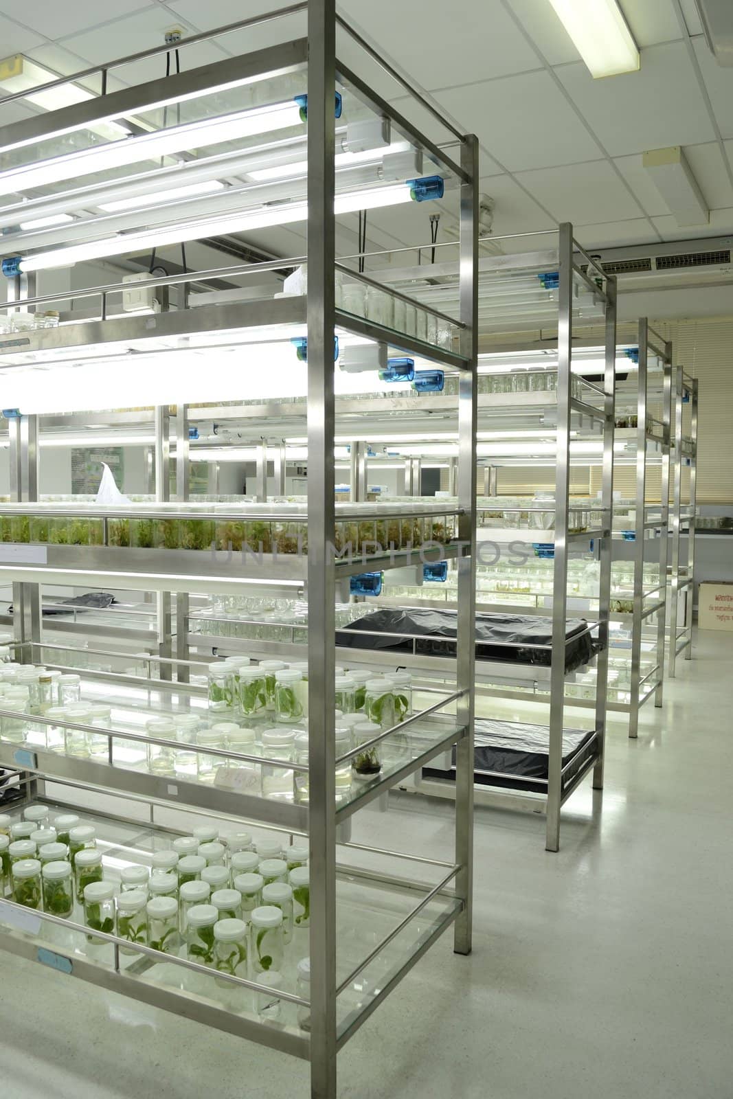 experiment of plant tissue culture in the laboratory