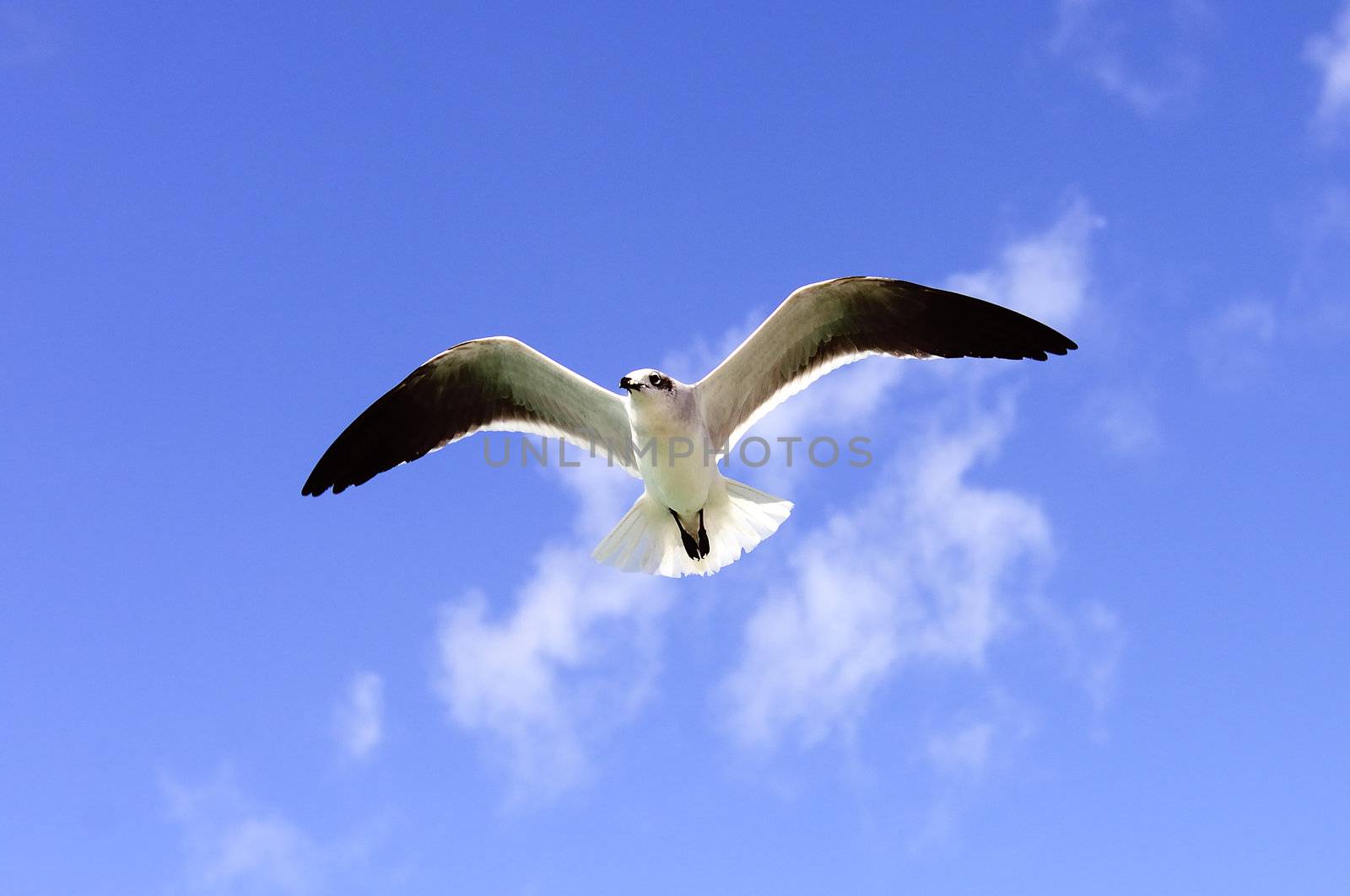 A beautiful seagull ias flying in a blue sky