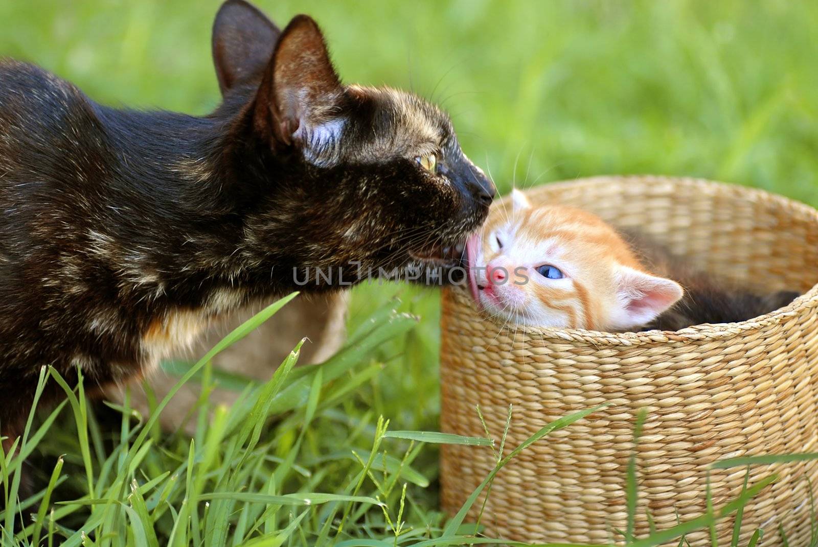black tortoiseshell cat mother licking her orange baby kitten peeking from basket closeup side view