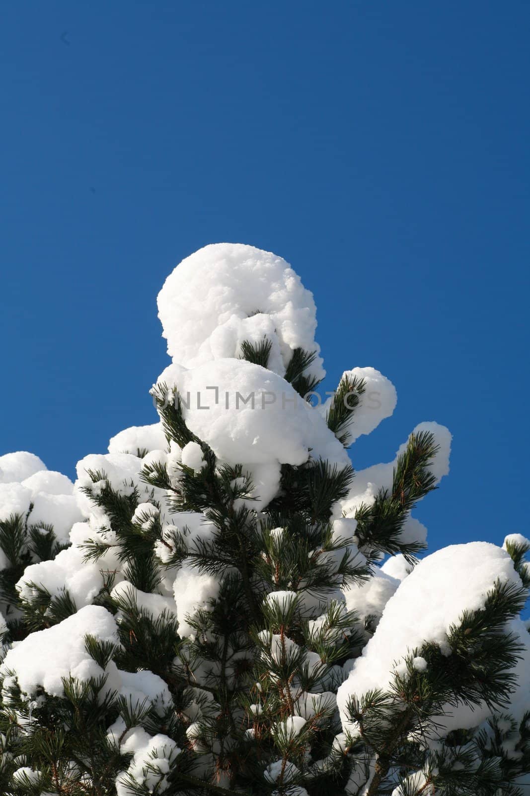 Close up of a snow coverd tree Close up of a snow coverd tree