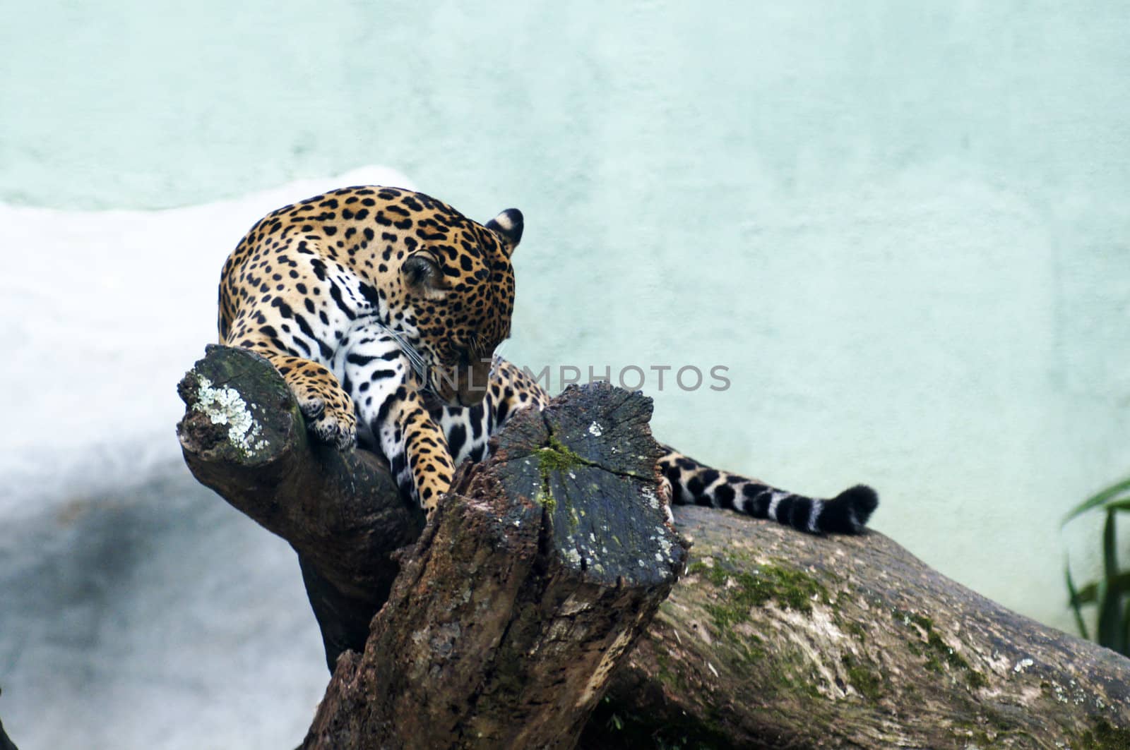 Jaguar by PiedroSantines