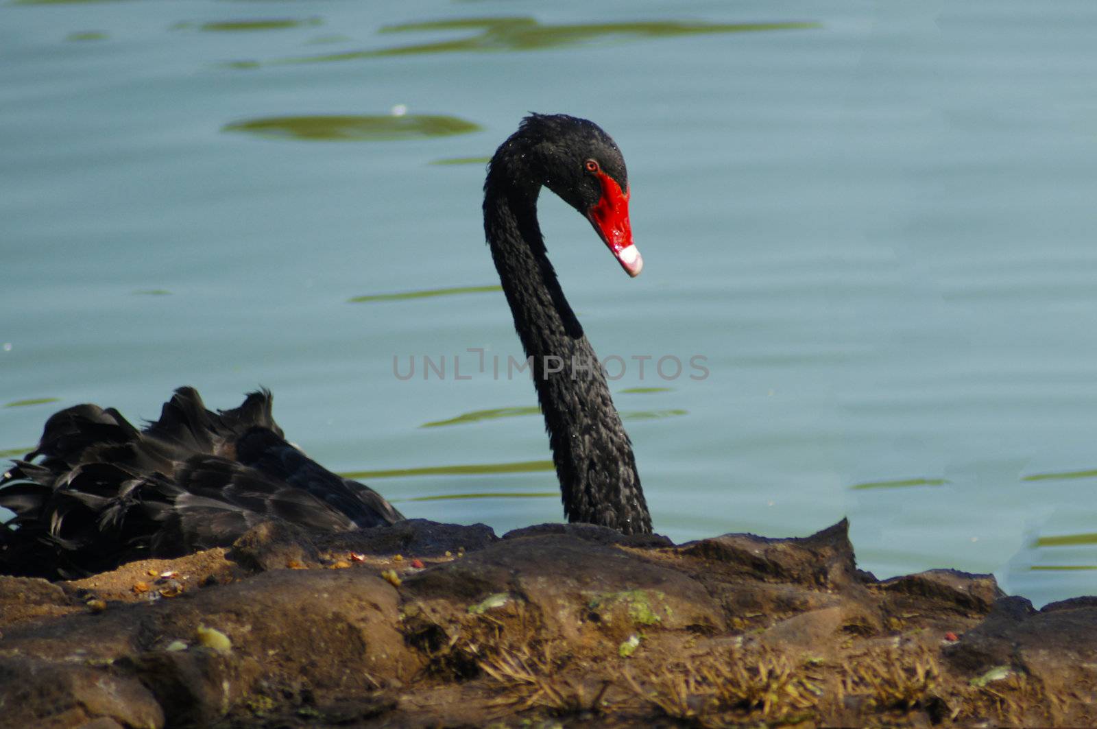 With one year of age get their adult coloring, and its neck fully black contrasts beautifully with the red base of its beak and body entirely black