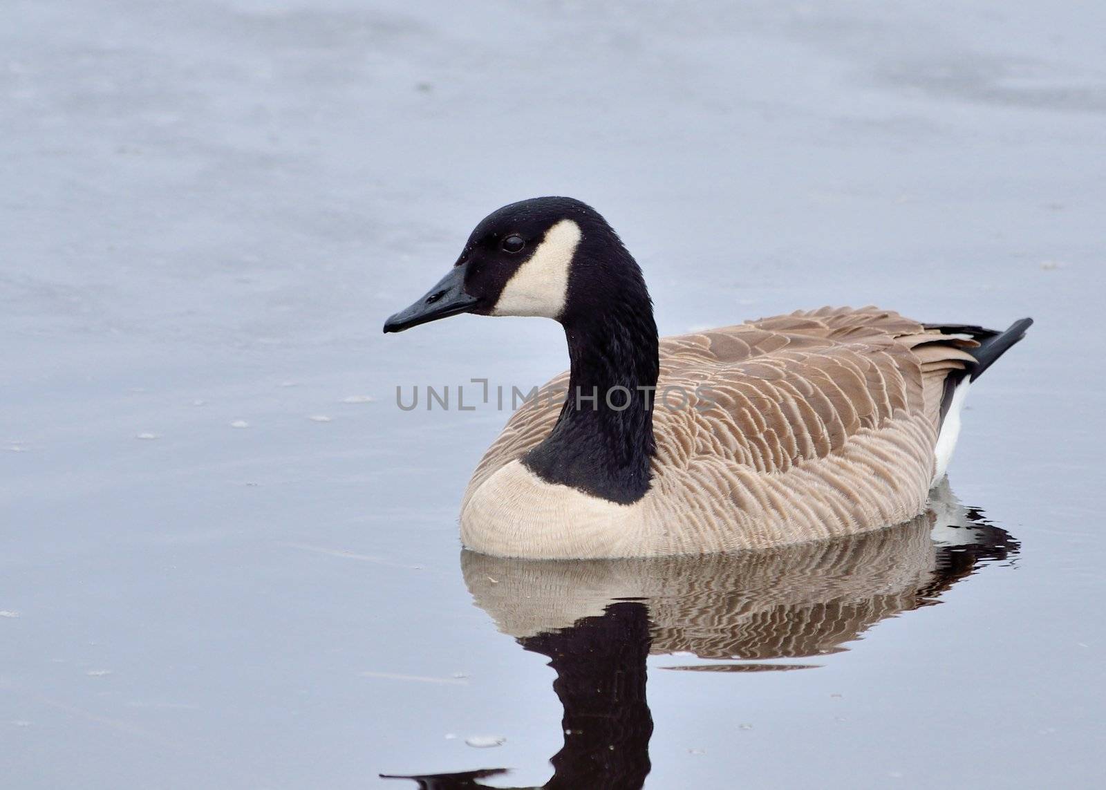 Cackling Goose swimming in a pond in winter.