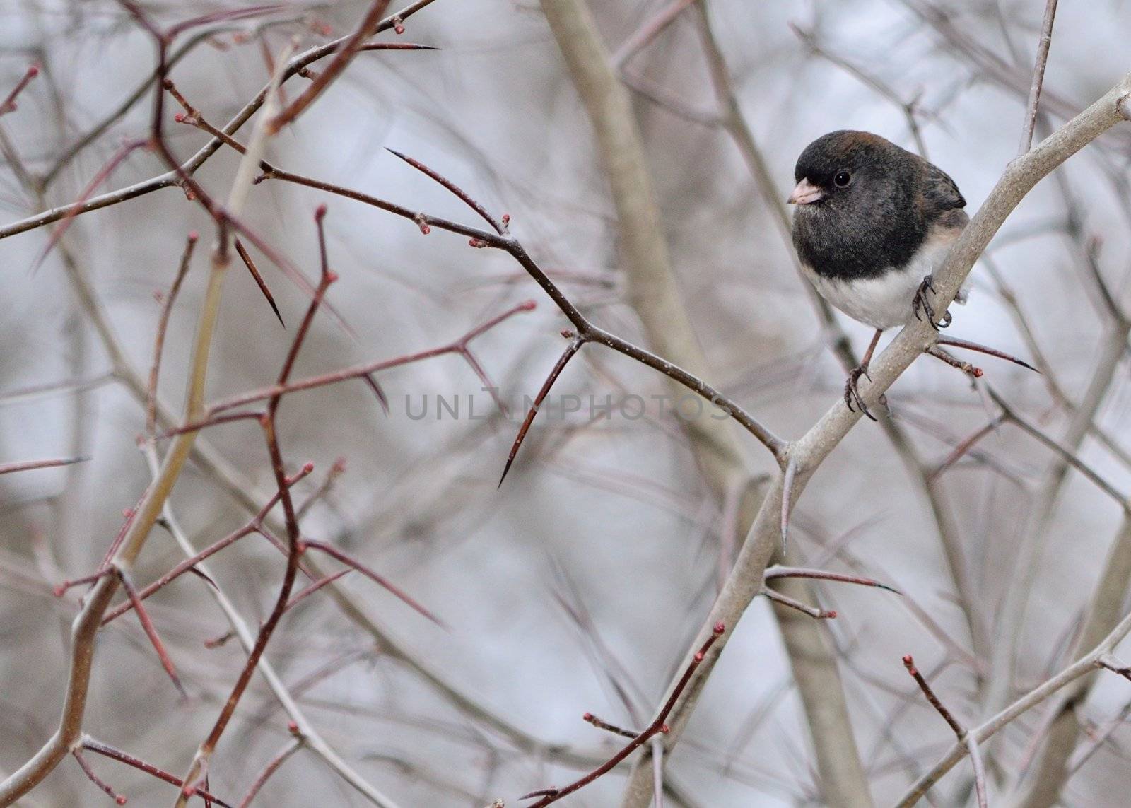 Slate-colored Junco by brm1949