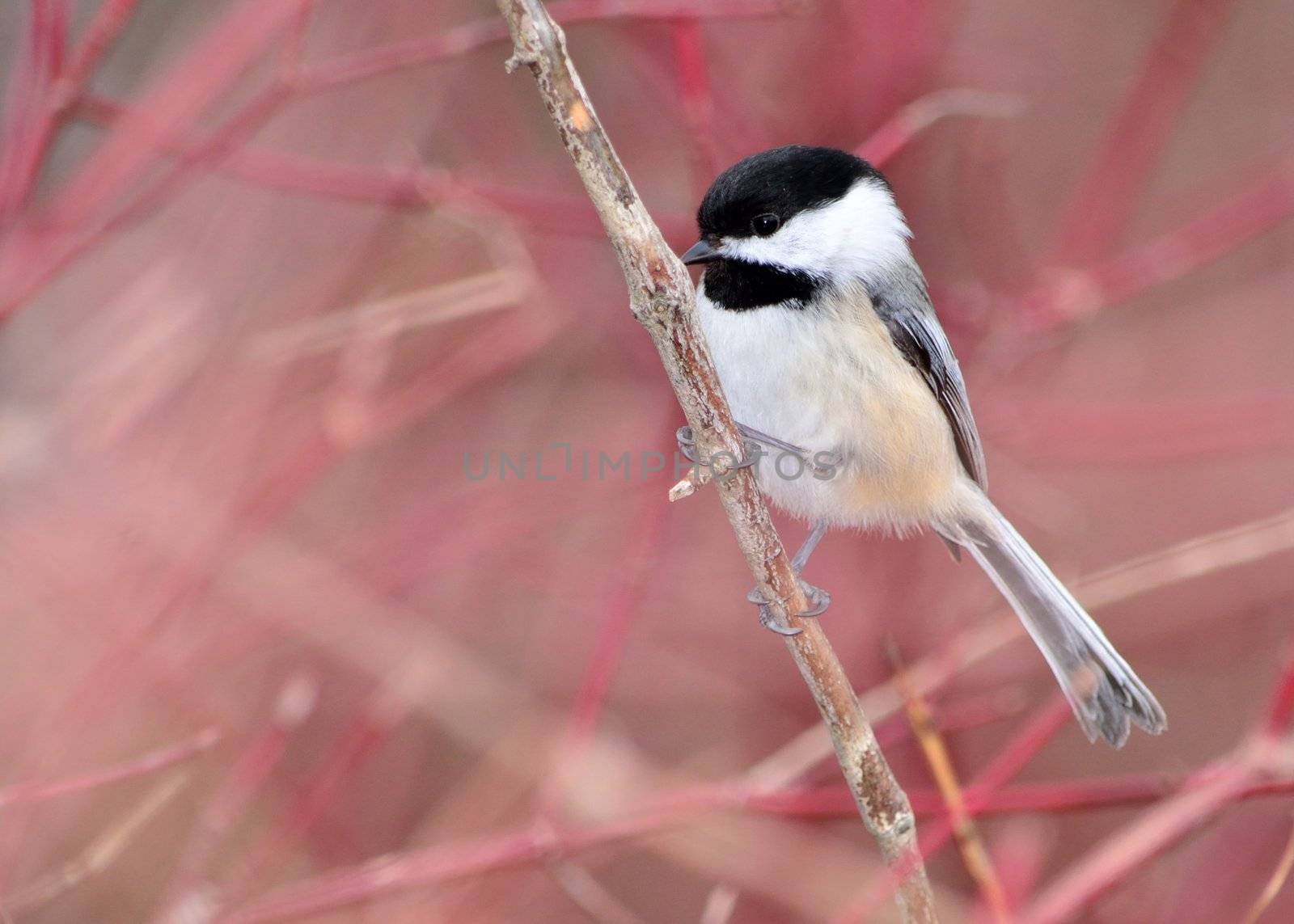 Black-capped Chickadee perched on a tree branch.