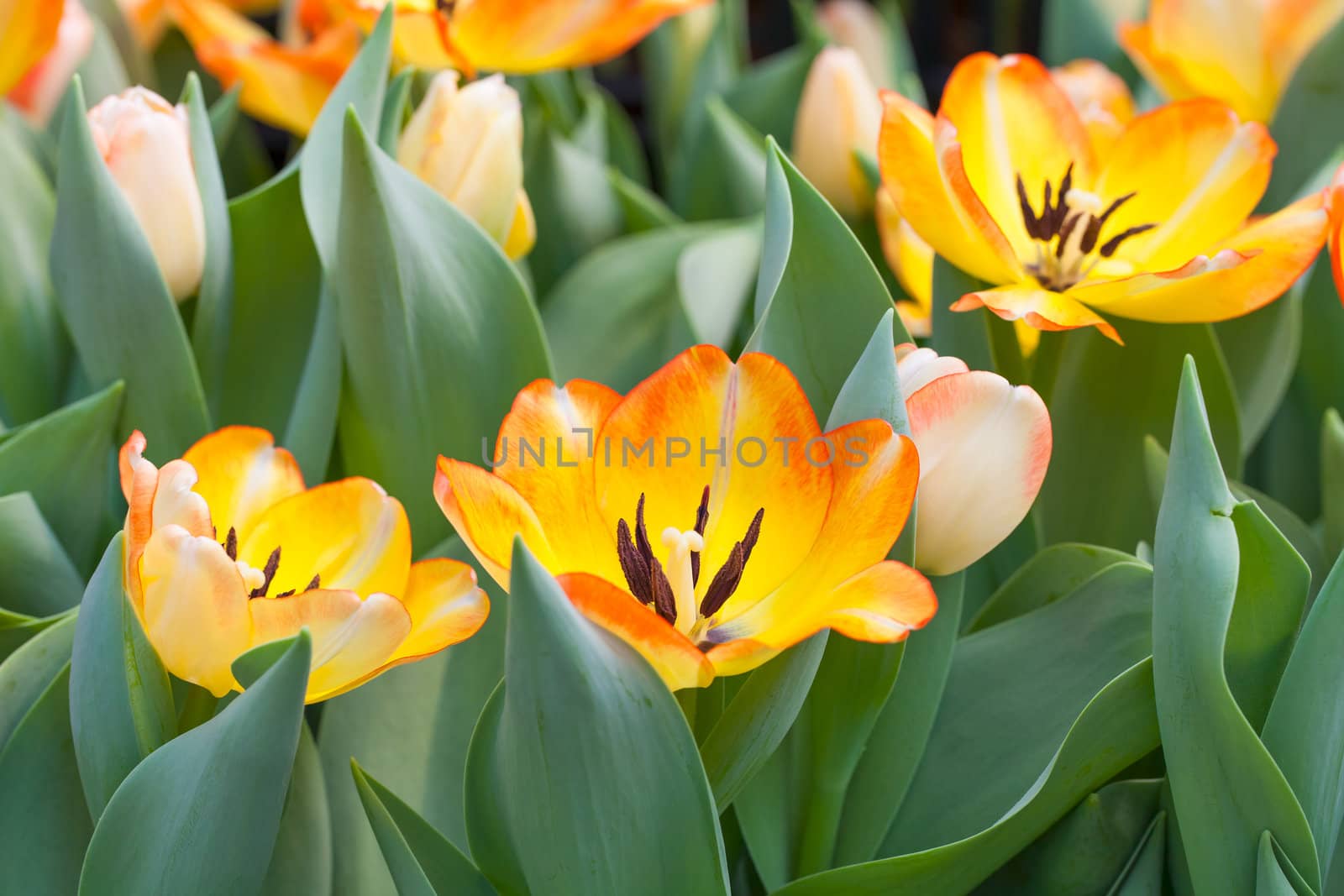 beautiful spring flowers in garden, Thailand.