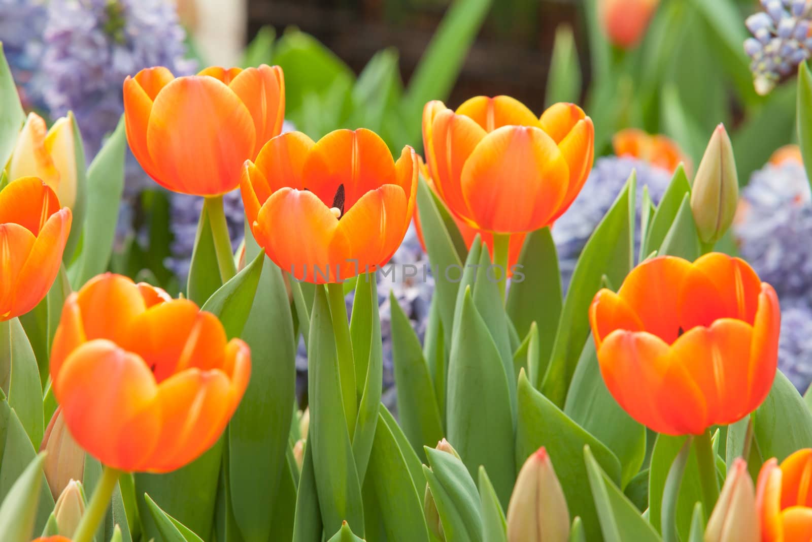 beautiful spring flowers in garden, Thailand.