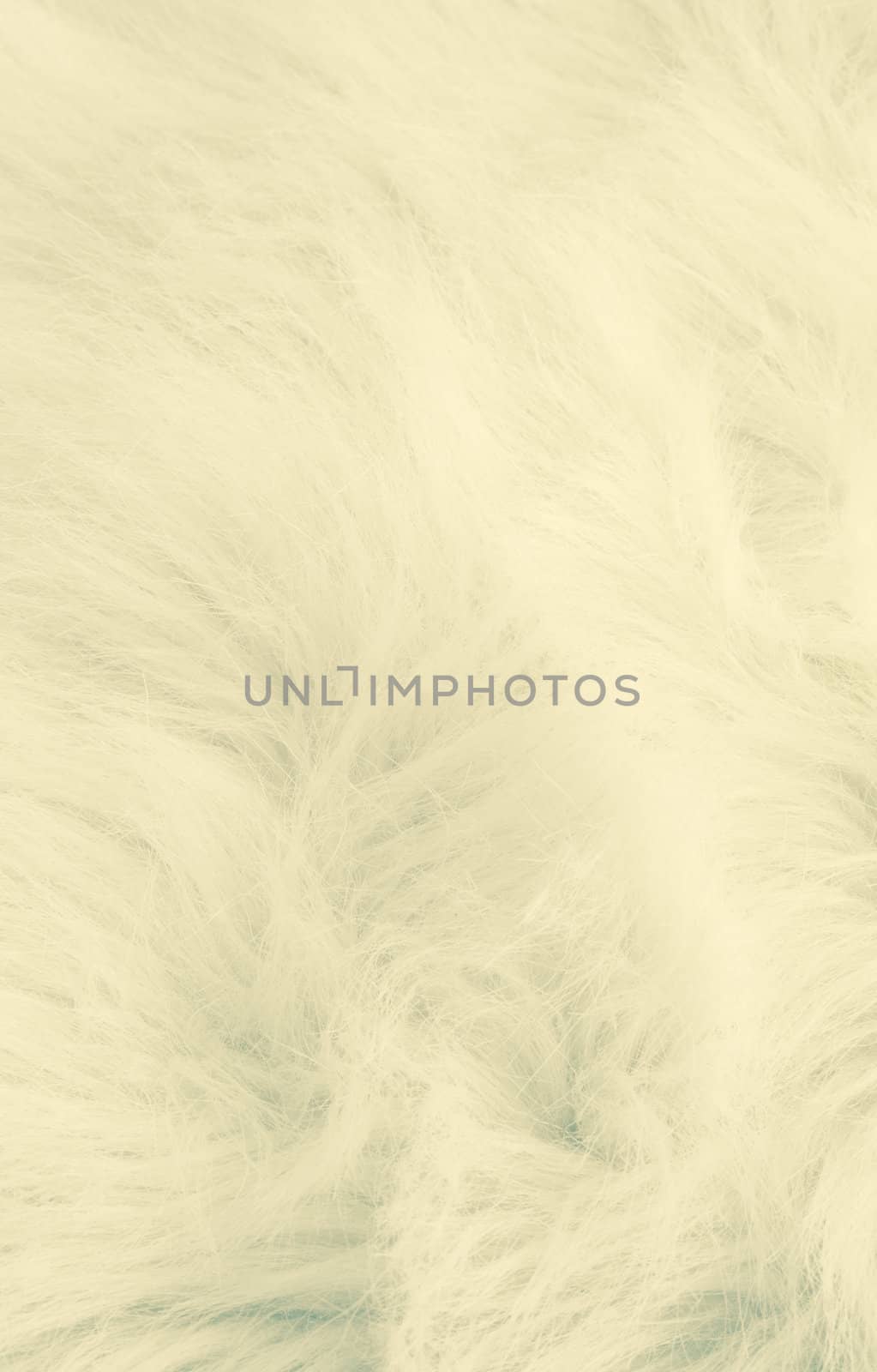 white fur by Izaphoto