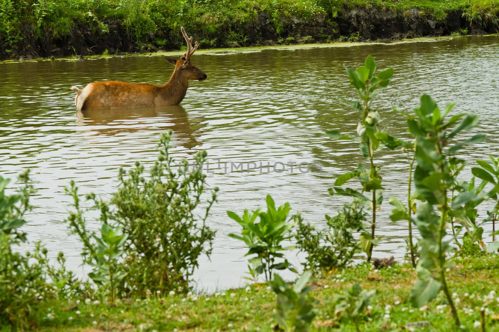 Deer and fallow deer at the watering