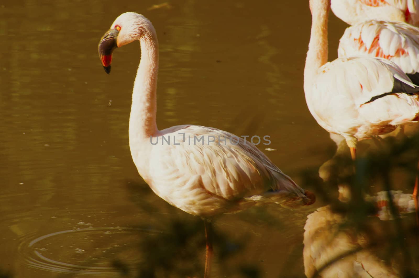 Flamingo by PiedroSantines