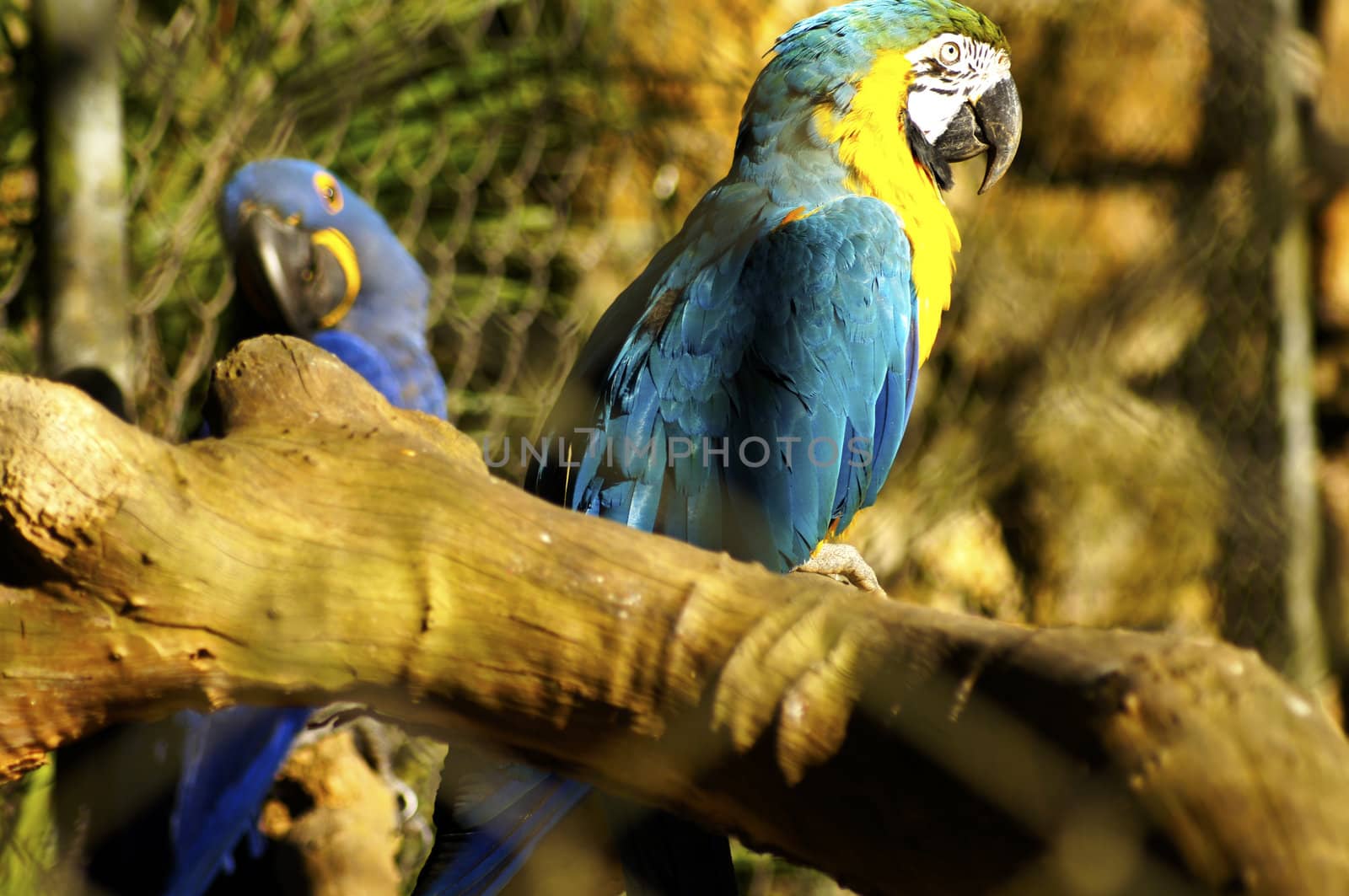 Blue and Yellow Macaw by PiedroSantines