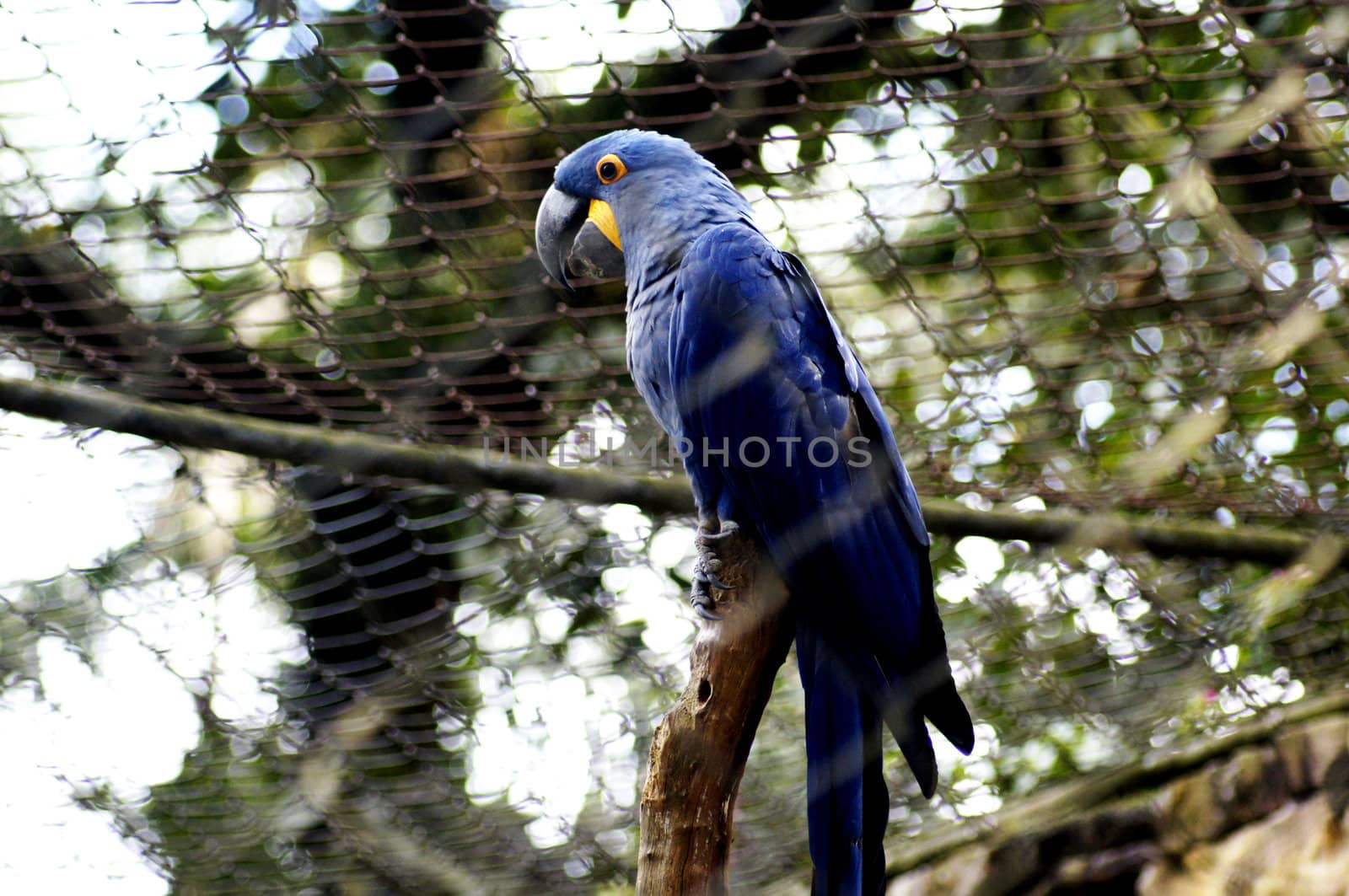 Hyacinthine Macaw by PiedroSantines
