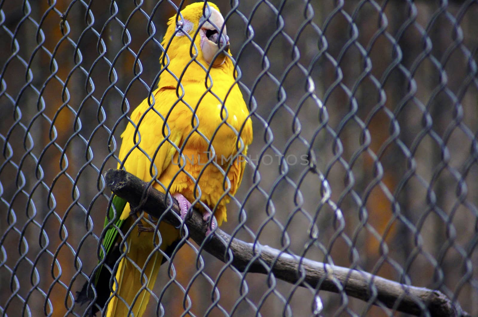 Brazil is the country with the largest number of representatives of the family Psittacidae, being named from the time of the discovery as "Land of Parrots."