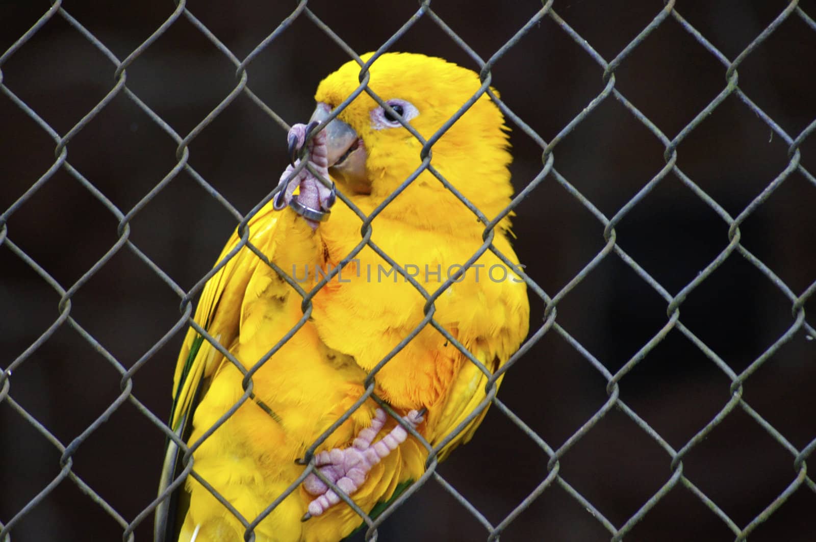 Golden Conure by PiedroSantines