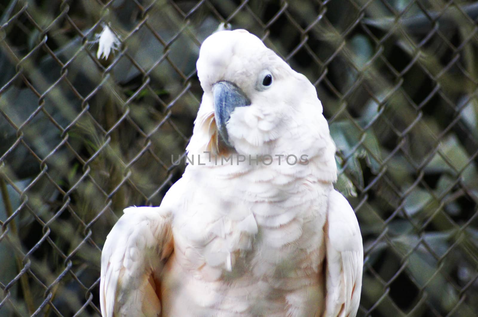 Salmon Crested Cockatoo by PiedroSantines