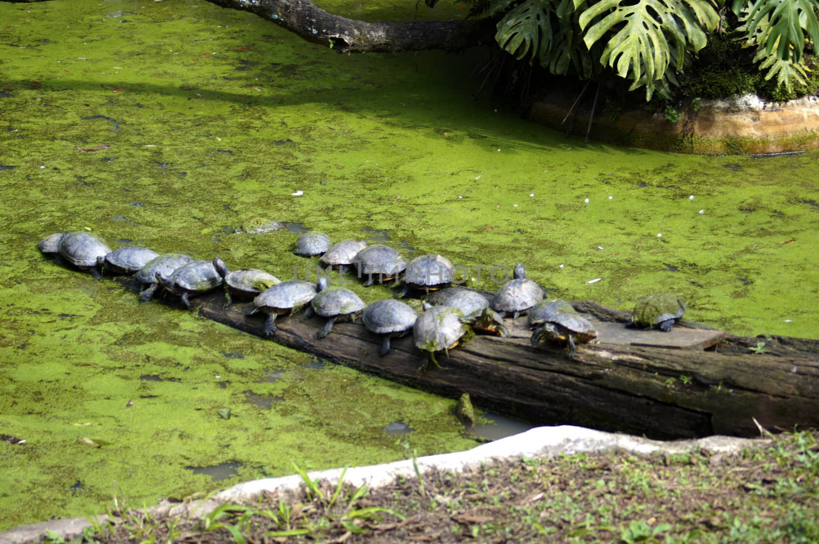 Various types of turtles sunning on a log of wood in its artificial lake