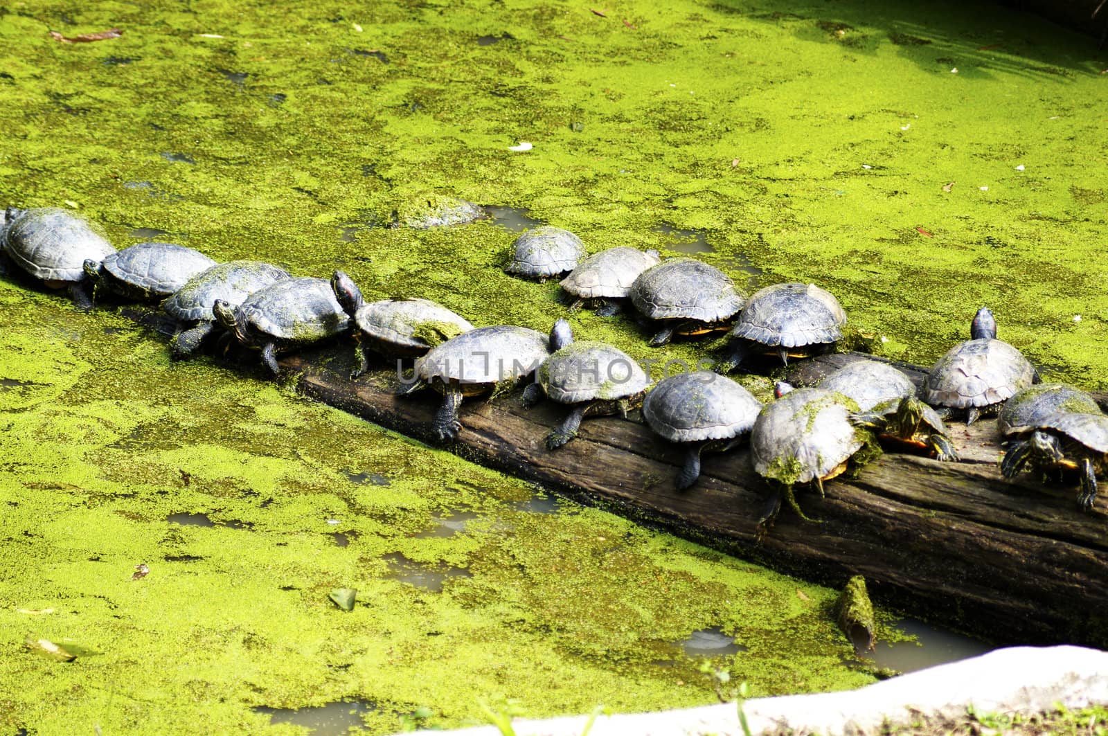 Various types of turtles sunning on a log of wood in its artificial lake