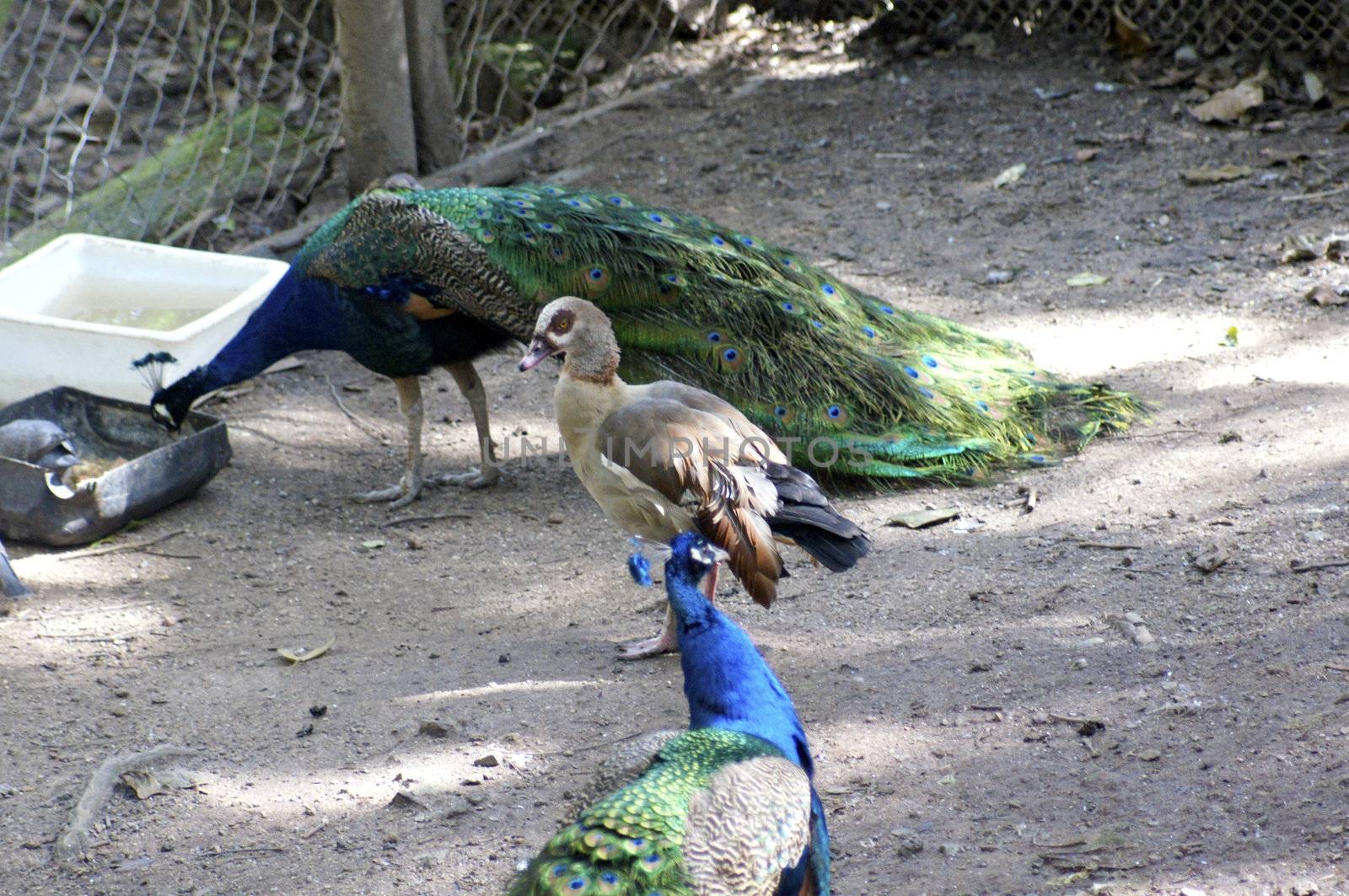 Egyptian origin, this duck is often found in Egypt and Middle East regions