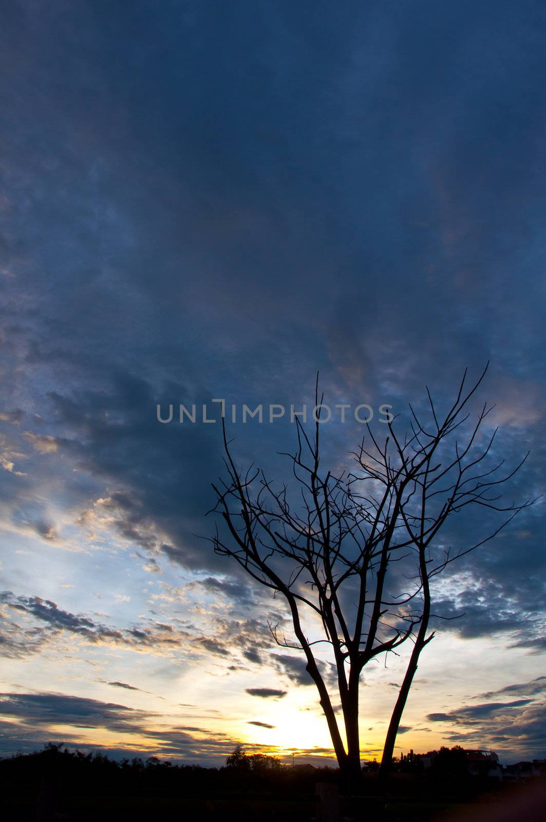 silhouette of died tree