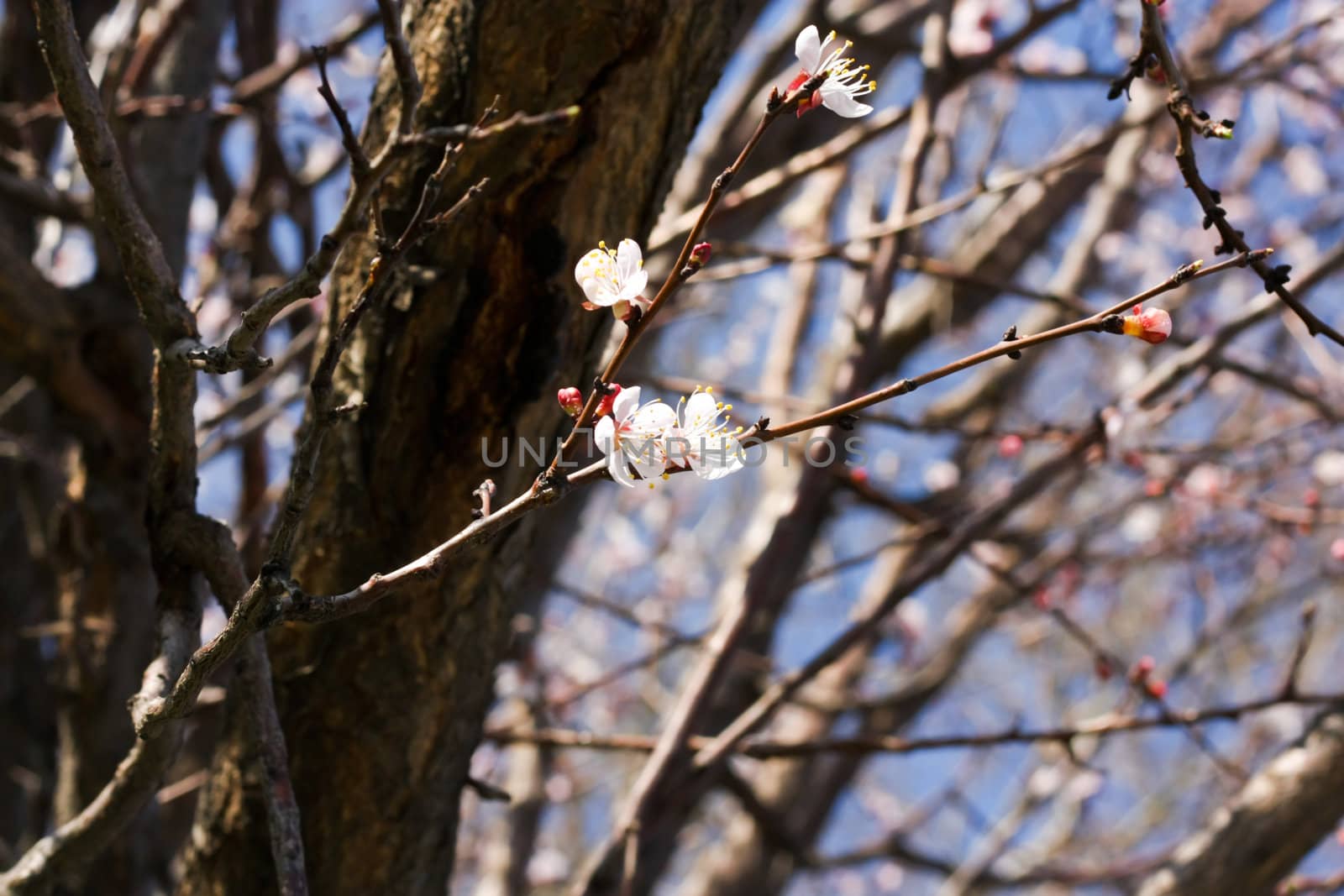 spring beauty 