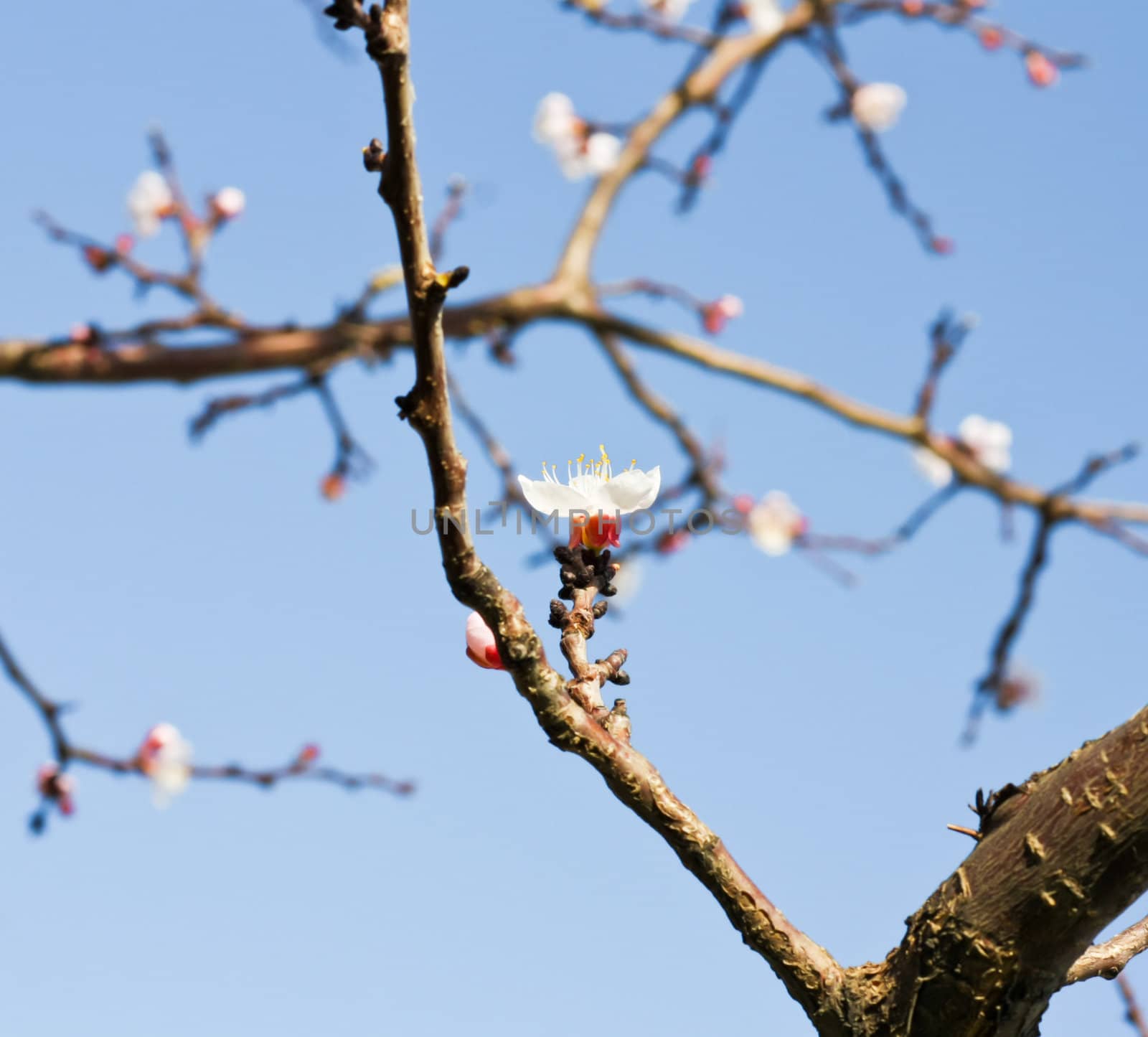 spring beauty 